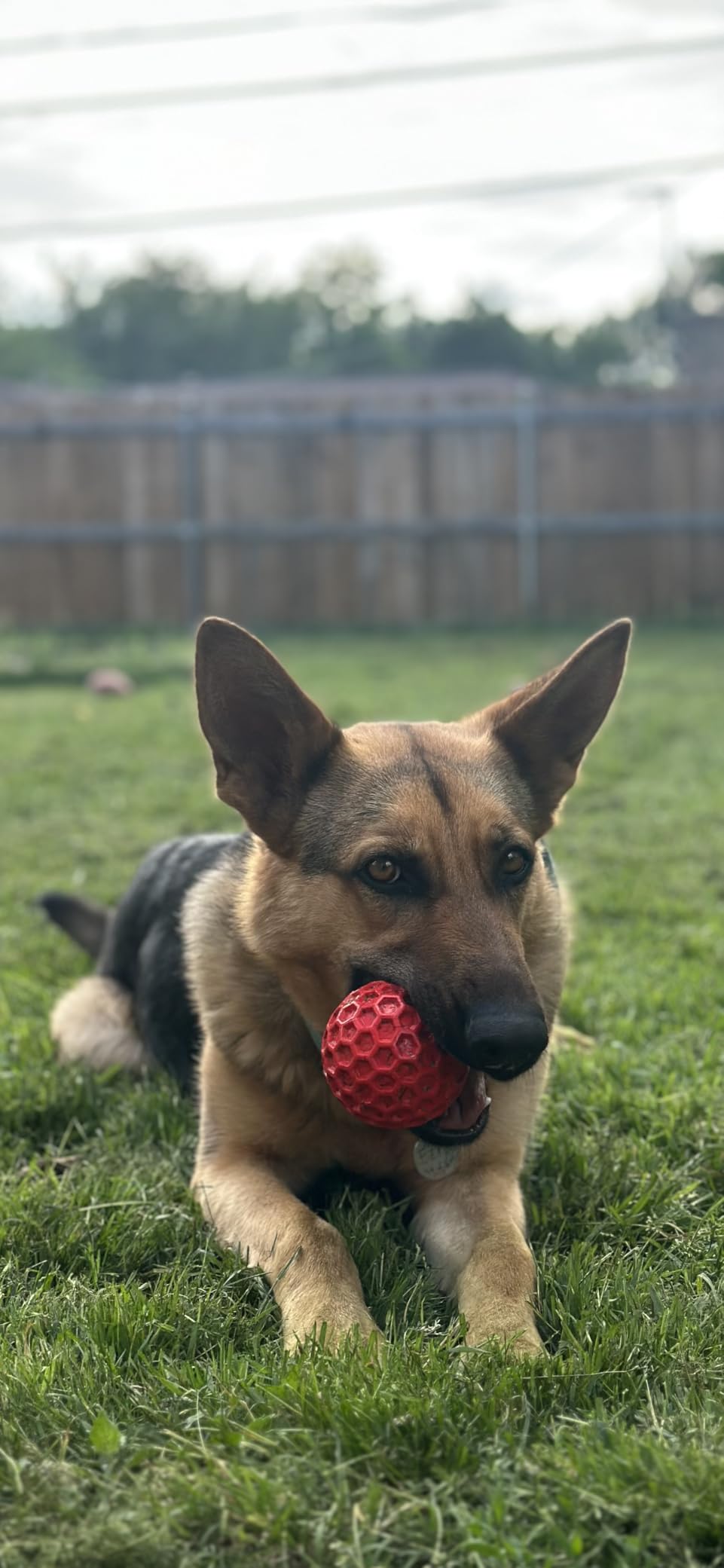 DISSKNIC Indestructible Squeaky Dog Ball, Relieves Anxiety, Cleans Teeth, Interactive Chew Toy for Aggressive Chewers, Dog Toy for Large Breeds, Outdoor Waterproof customer photo 1