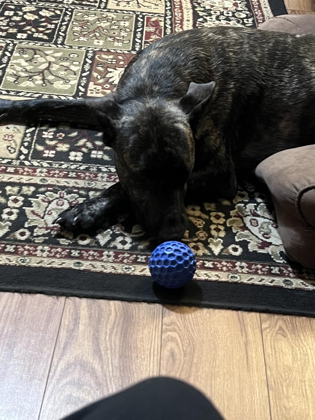 DISSKNIC Indestructible Squeaky Dog Ball, Relieves Anxiety, Cleans Teeth, Interactive Chew Toy for Aggressive Chewers, Dog Toy for Large Breeds, Outdoor Waterproof customer photo 2