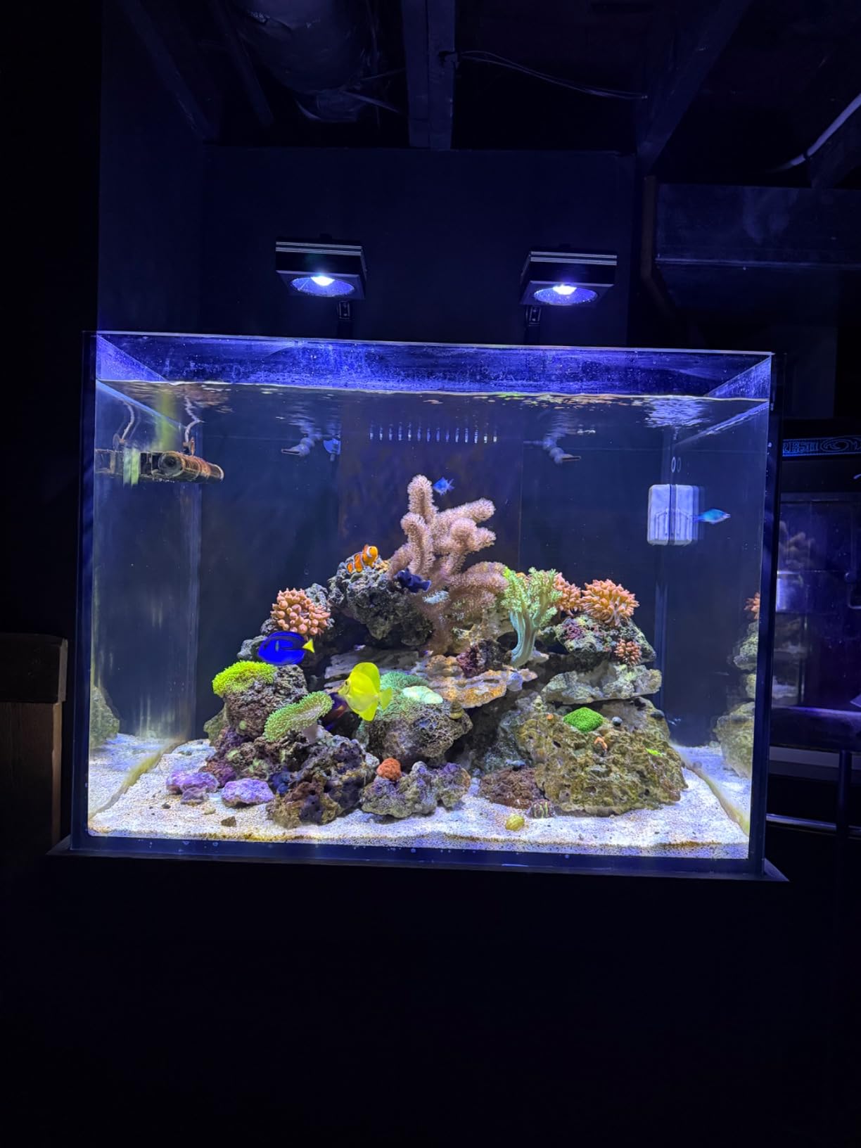 PopBloom RL115 Reef LED Light, Powerful as 135W Reef Aquarium Lighting for LPS/SPS Corals and Saltwater Fish Tanks, Built-in Timer, Blue Focused Spectrum, APP Control customer photo 1