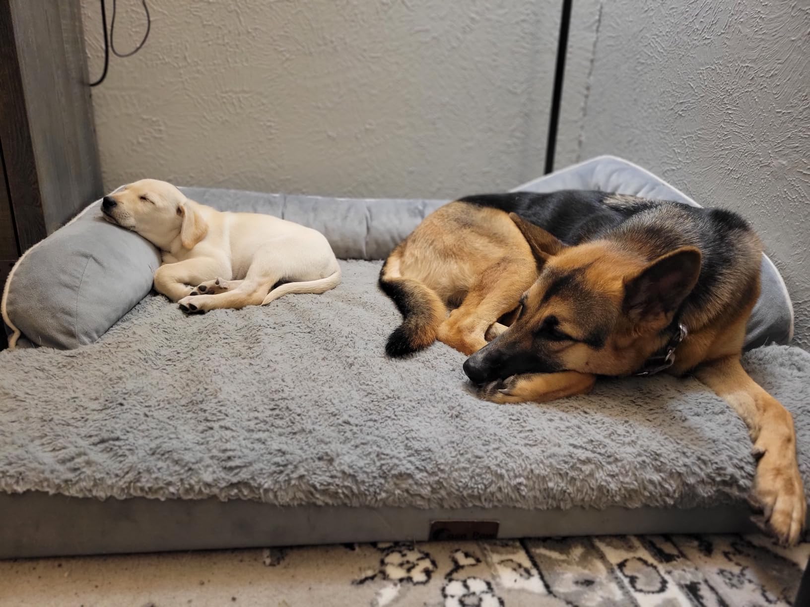 Orthopedic Washable Dog Bed for Extra Large Dogs, 45x35in, Grey | Orthopedic Foam Relieves Joint Pressure, Bolsters Supports Head And Neck, Washable Cover, Non-Slip Bottom customer photo 2