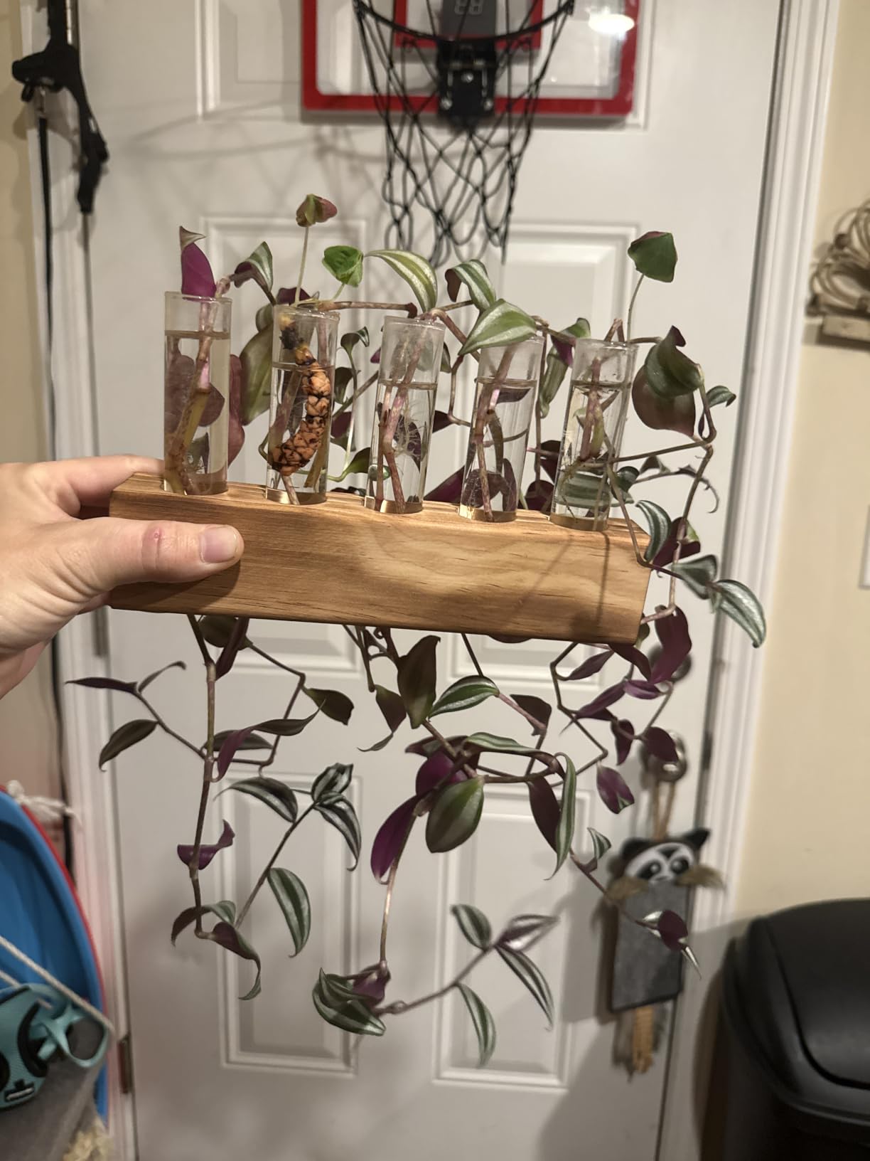 YIBOT Plant Propagation Station, Plant Terrarium with Wooden Stand | Plants Pots for Hydroponics, 5 Glass Test Tubes Vases, Unique Birthday Gardening Gifts for Women Mom Plants Lovers customer photo 1
