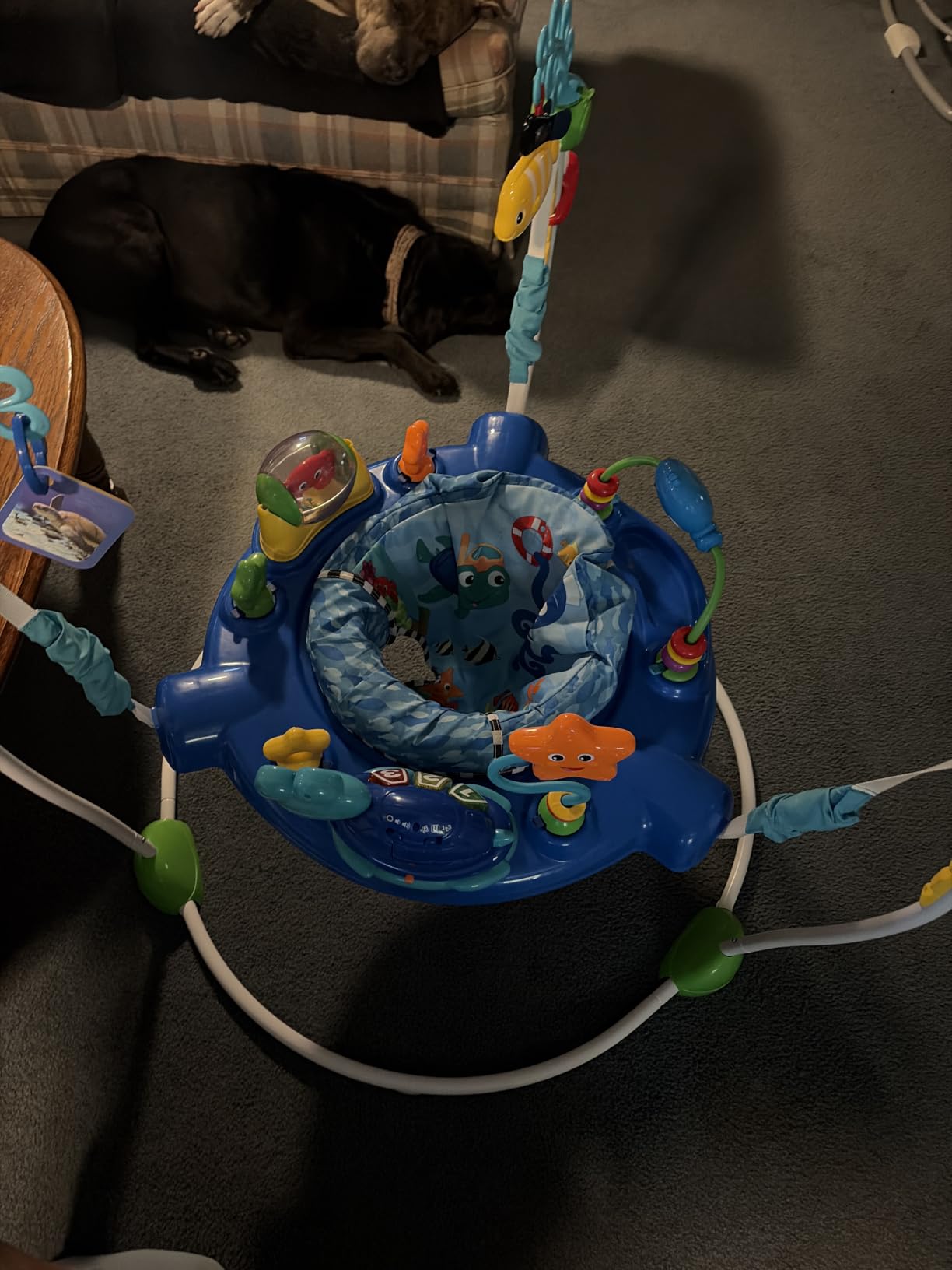 Baby Einstein Ocean Explorers Curiosity Cove 2-in-1 Educational Activity Jumper and Floor Toy, Max weight 25 lbs., Ages 6 Months+, Unisex customer photo 1