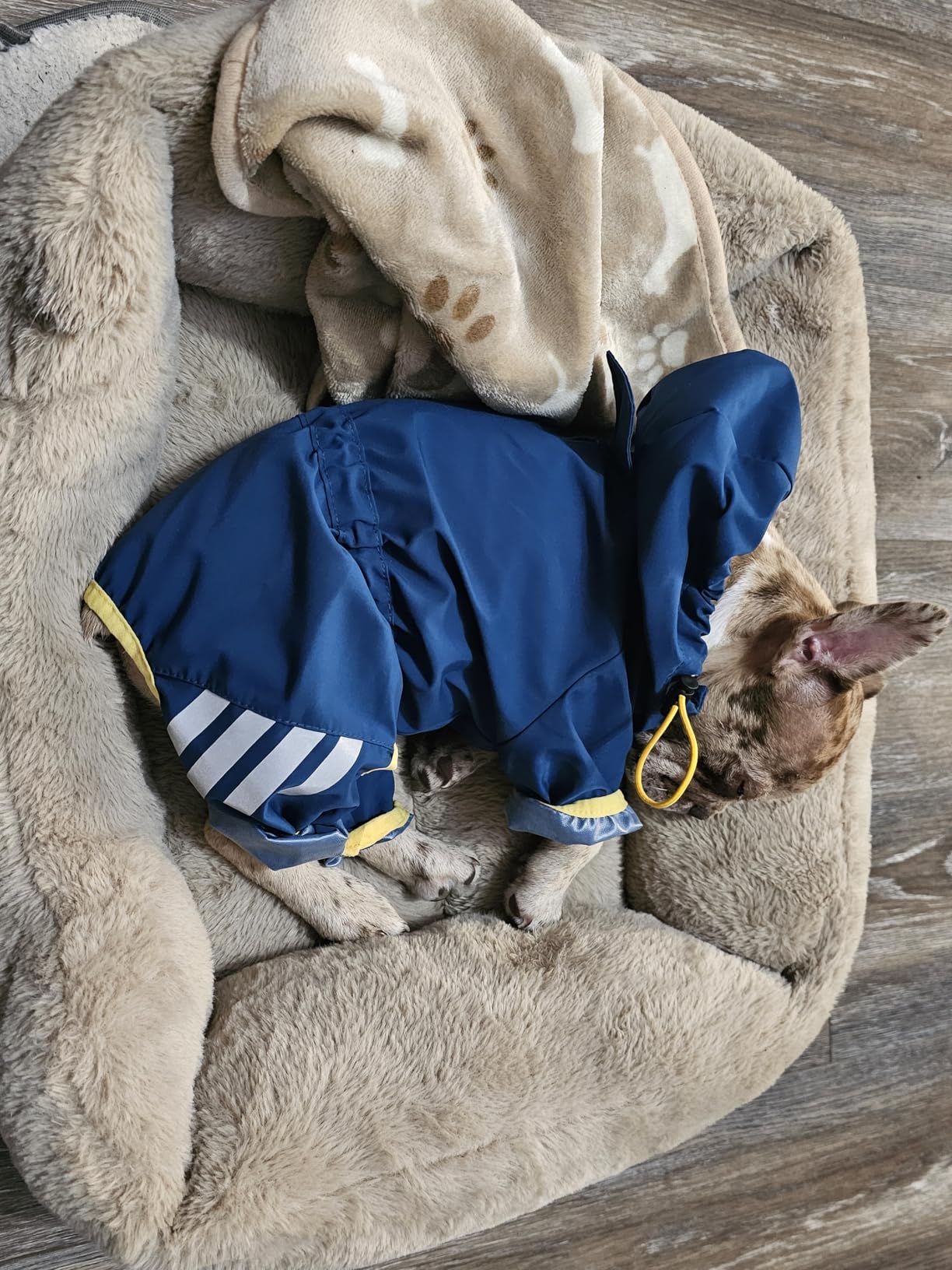 Dog Raincoat, Waterproof Dog Rain Jacket with Hood, Rain Coat with Leash Hole, Reflective Strap for Small Medium Dogs, Lightweight Puppy customer photo 1