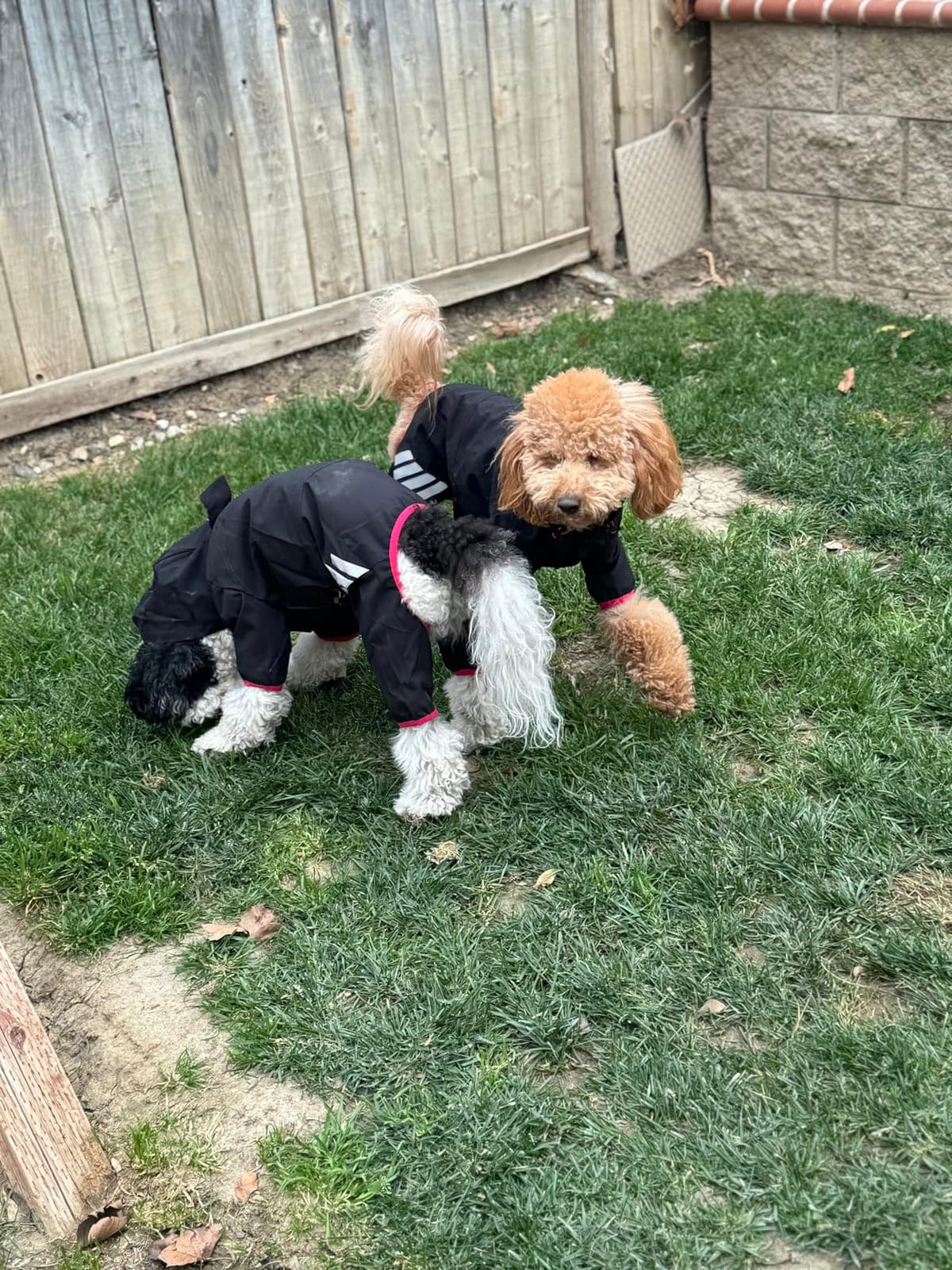 Dog Raincoat, Waterproof Dog Rain Jacket with Hood, Rain Coat with Leash Hole, Reflective Strap for Small Medium Dogs, Lightweight Puppy customer photo 2