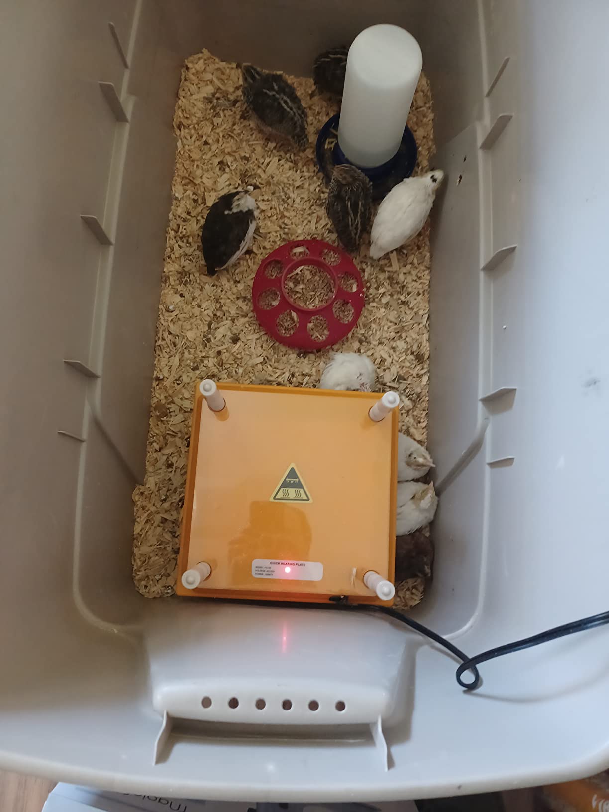 Brooder Heater for Chicks: Chick Brooder Heating Plate with Easy-Cleaning Plate Poultry Coop Heater Chicks Warmer 12