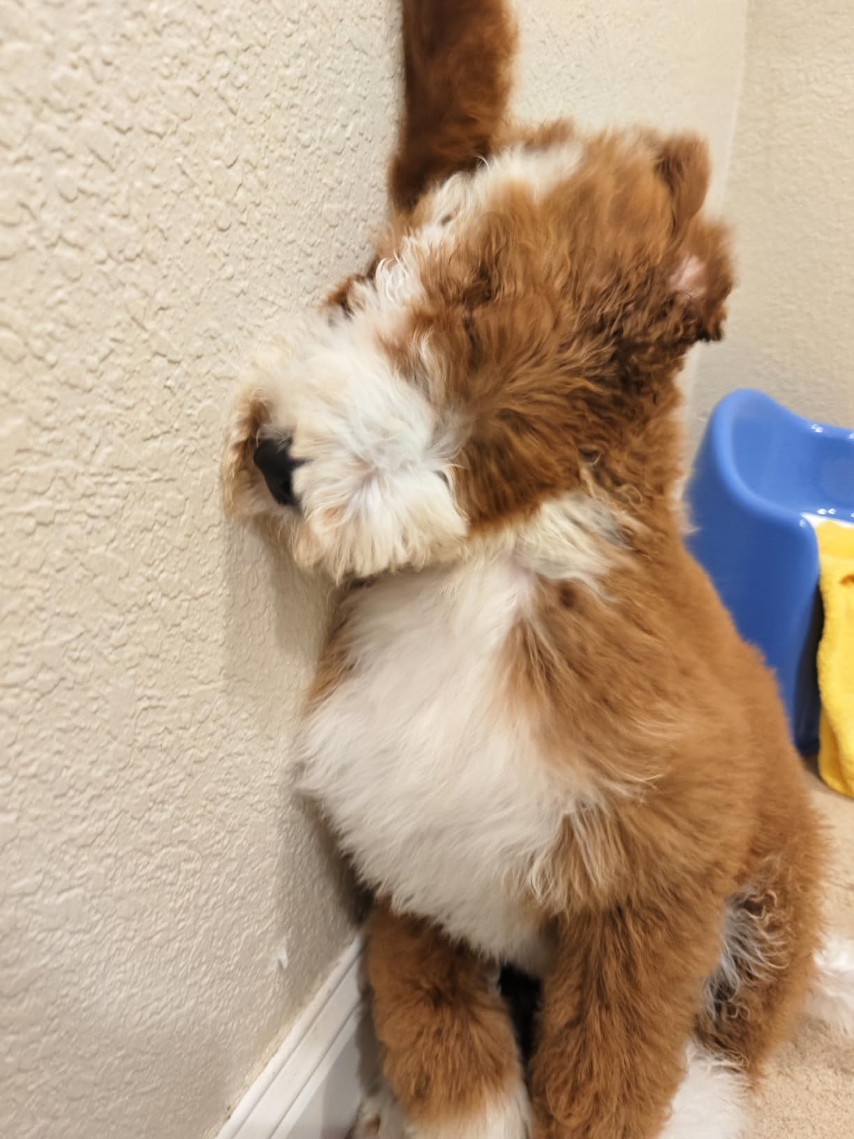 HomeRunPet Dog Dryer, Ultra Quiet High Velocity Pet Blow Dryer, 268 MPH, 43dB, 6.5ft Hose customer photo 1