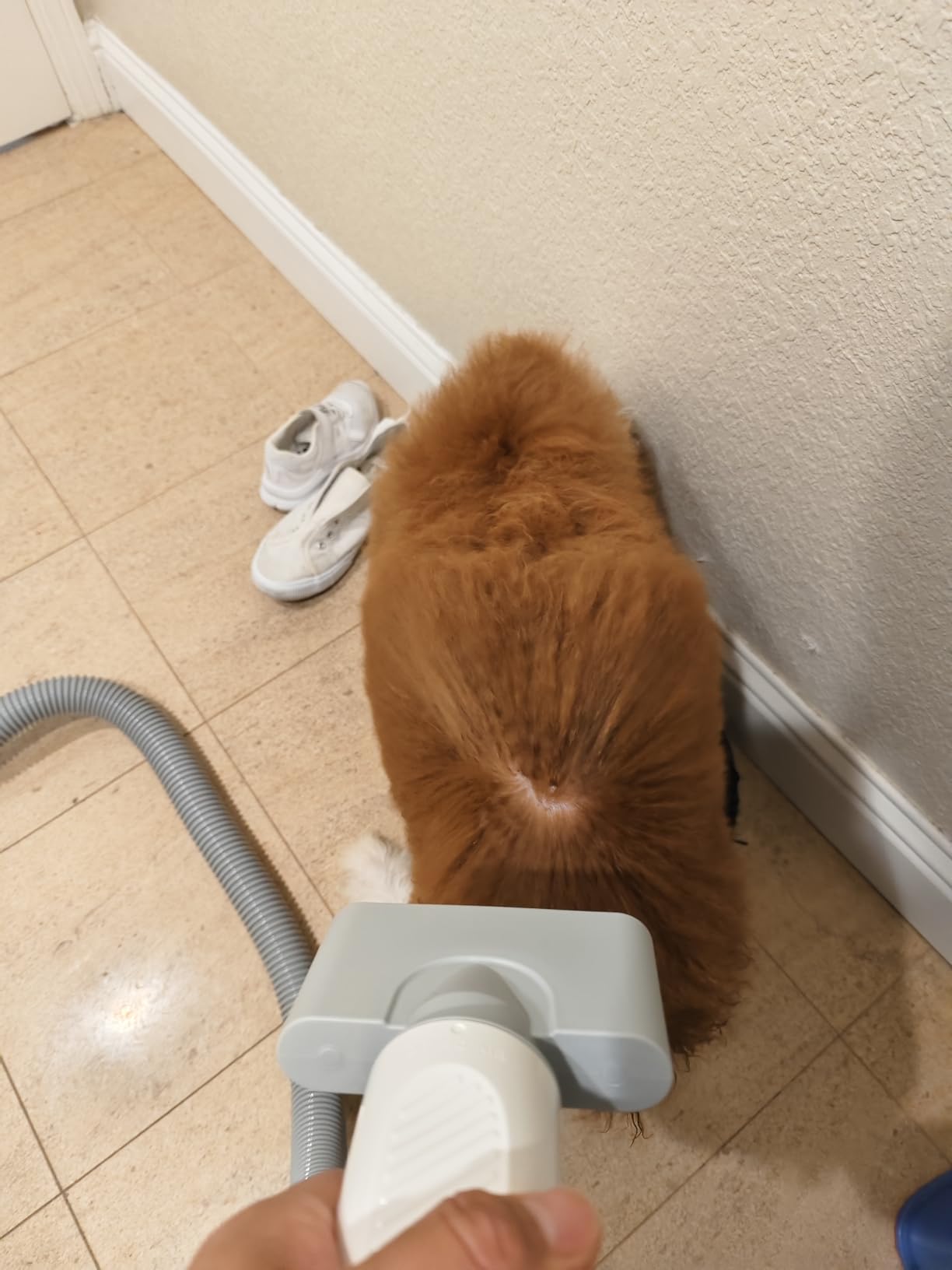 HomeRunPet Dog Dryer, Ultra Quiet High Velocity Pet Blow Dryer, 268 MPH, 43dB, 6.5ft Hose customer photo 2