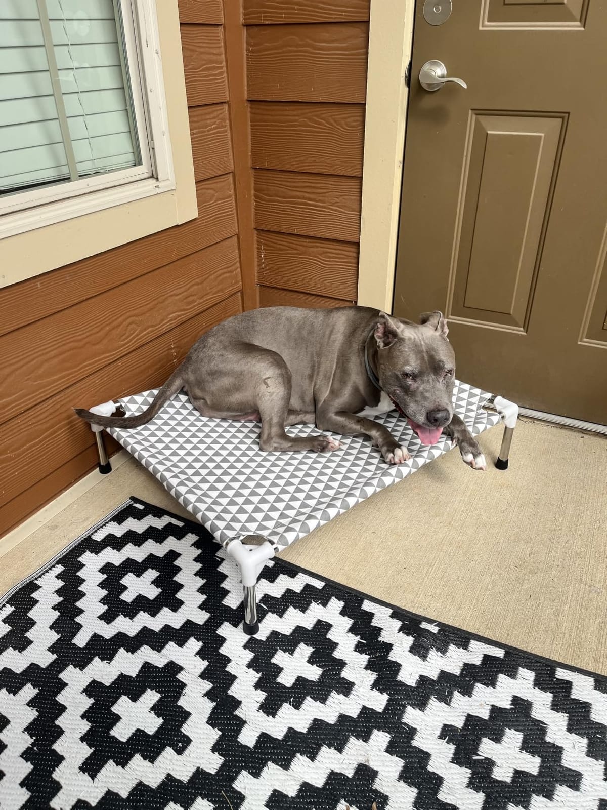 Kuntrust Elevated Outdoor Dog Bed, Medium Size, Cotton Material, Non-Slip Feet, Fits up to 70lbs | Breathable Fabric, Dual-Layer Cotton, Stainless Steel Frame, Anti-Slip Feet customer photo 1