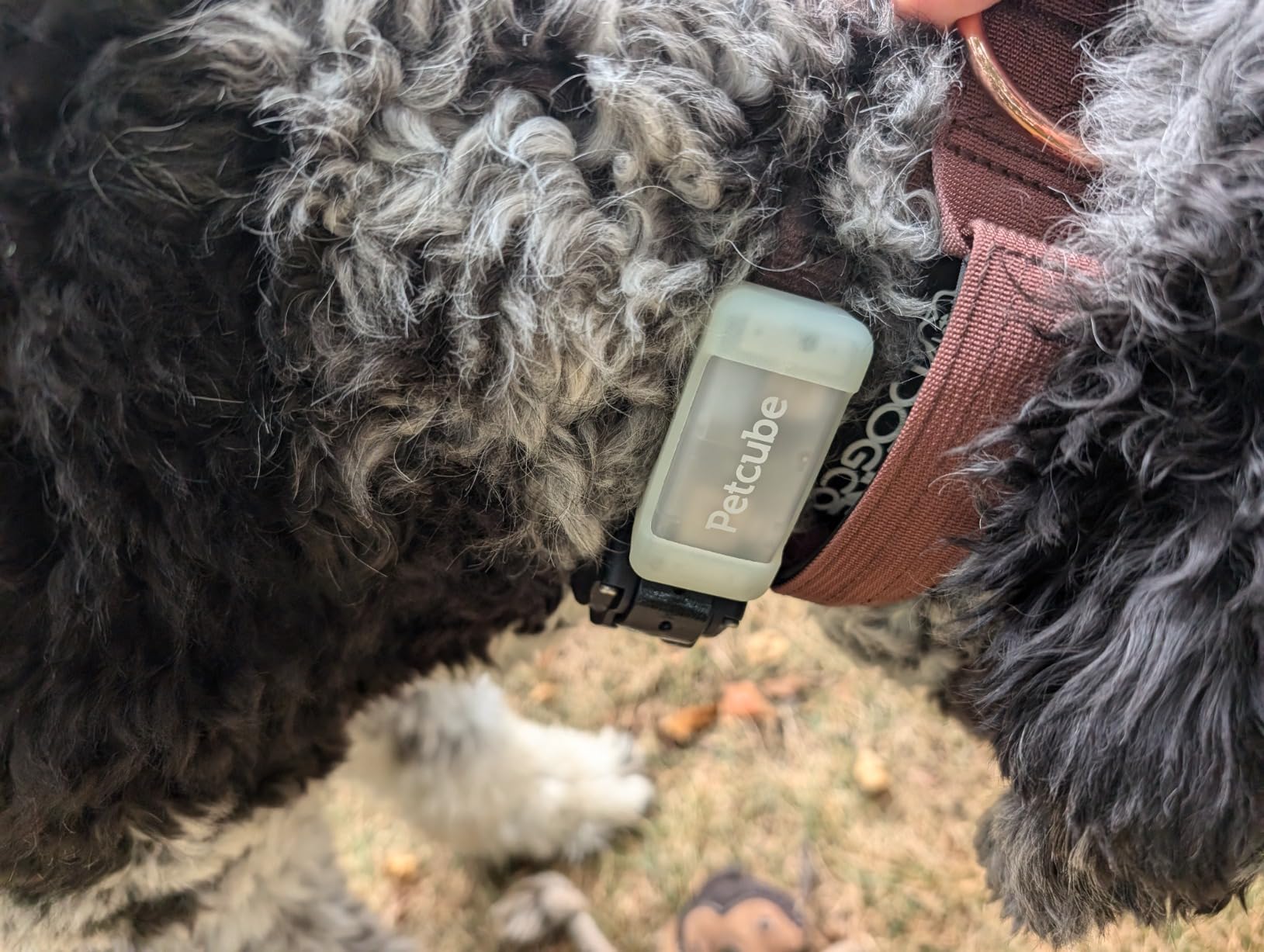 Petcube GPS Tracker for Dogs - Real-Time GPS Tracking & Escape Alerts | Virtual fences, activity & wellness monitoring, glow-in-the-dark, water & dust resistant customer photo 1