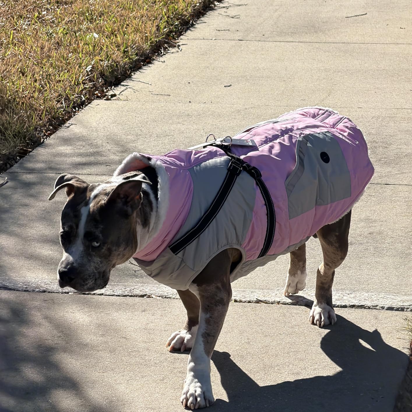 IECOii Dog Coat for Large Dogs, Orange, X-Large - Waterproof Winter Fleece Jacket with Harness, Turtleneck, Reflective Straps, Zipper Closure customer photo 1