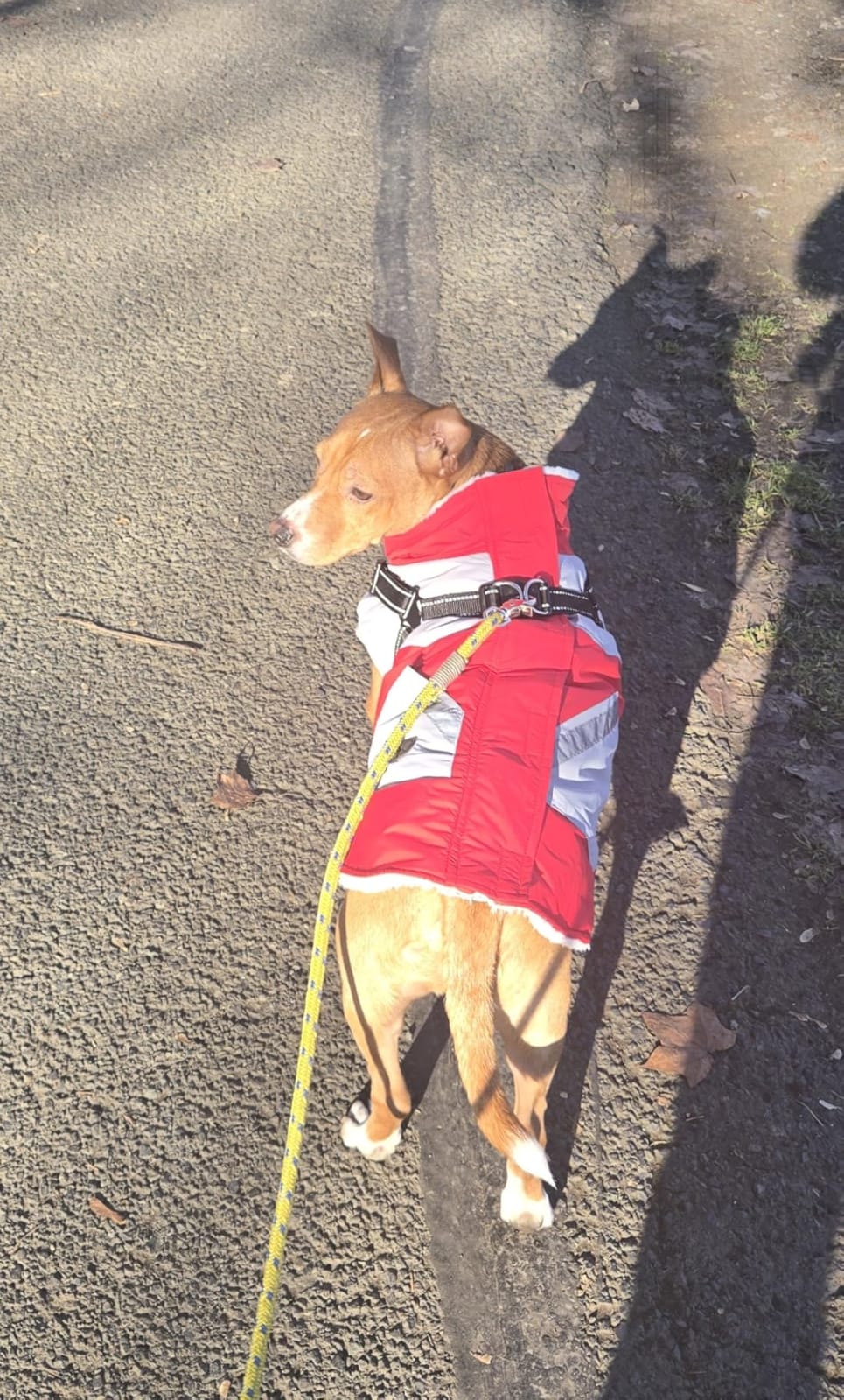 IECOii Dog Coat for Large Dogs, Orange, X-Large - Waterproof Winter Fleece Jacket with Harness, Turtleneck, Reflective Straps, Zipper Closure customer photo 2