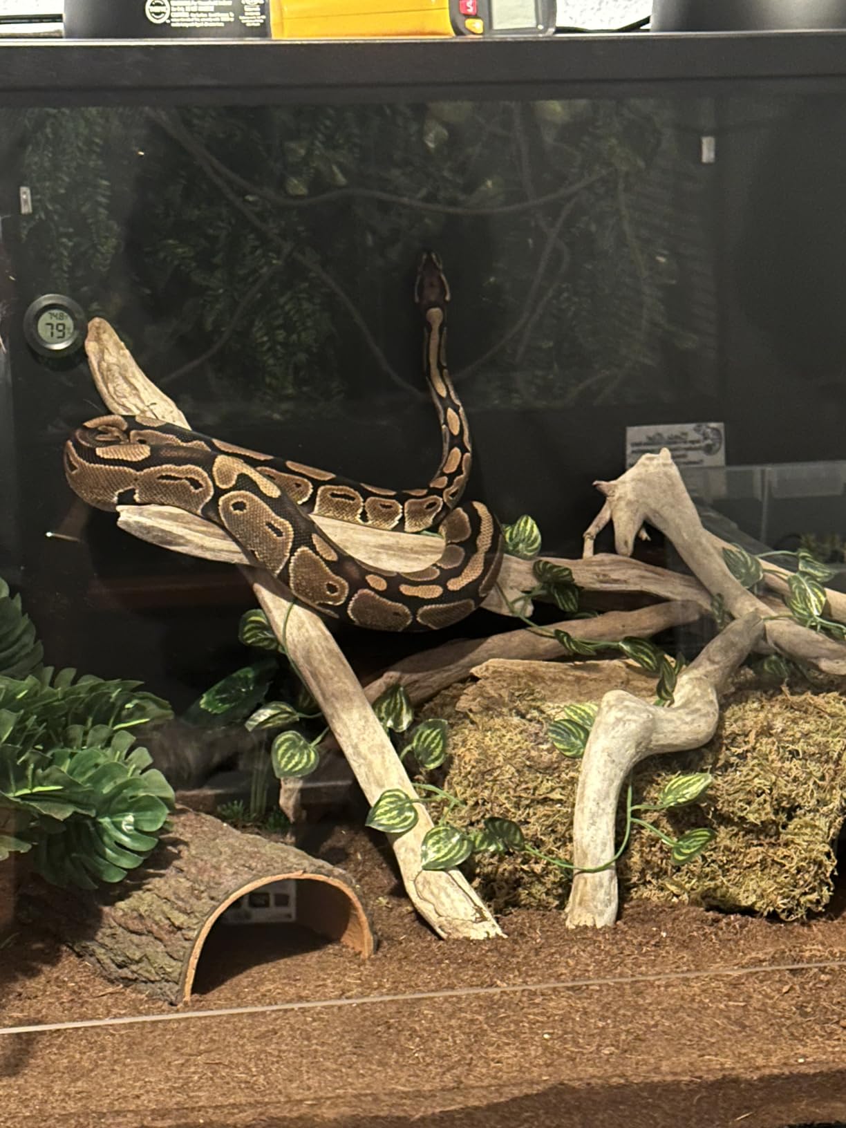 Phailozoo Lightweight 85 Gallon Reptile Enclosure for Snake, Bearded Dragon customer photo 1