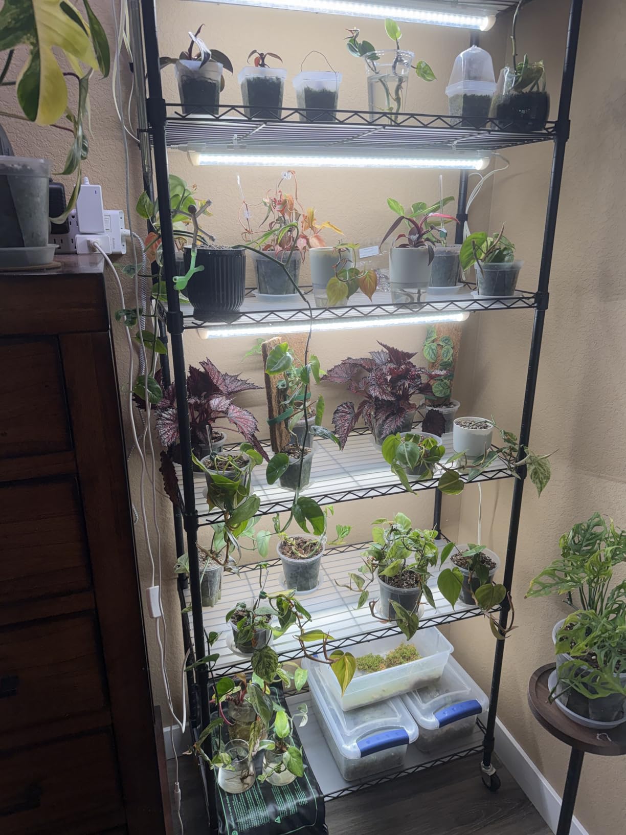 Barrina CX2 Plant Stand with Grow Lights, 6-Tier, 150W, 29.5x13.8x71IN | 5PCS 2FT Full Spectrum Plant Lights, Metal Plant Shelf Display Rack, 3 Adjustable Spectrum, Timer, Wheel, for Seed Starting customer photo 1
