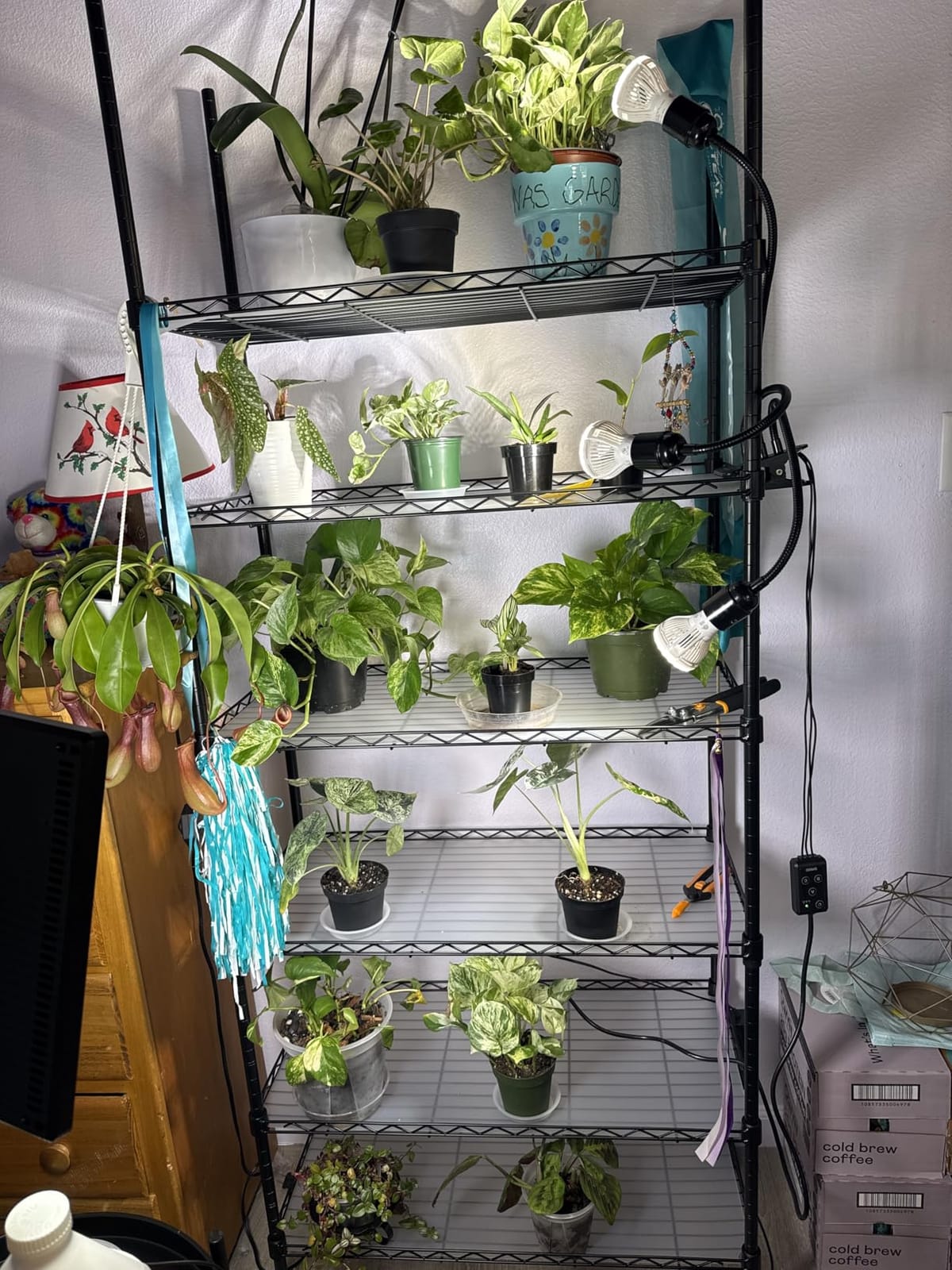 Barrina CX2 Plant Stand with Grow Lights, 6-Tier, 150W, 29.5x13.8x71IN | 5PCS 2FT Full Spectrum Plant Lights, Metal Plant Shelf Display Rack, 3 Adjustable Spectrum, Timer, Wheel, for Seed Starting customer photo 2