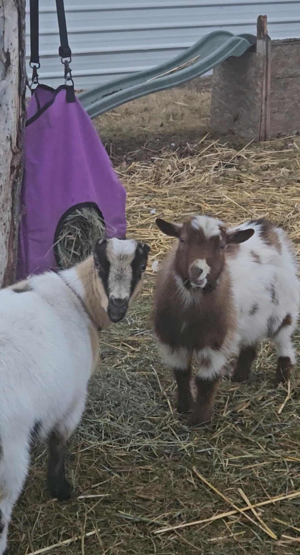 3 Packs Goat Hay Feeder, Hay Bags for Goats, Horses, Sheep | Premium 600D Oxford Cloth with Metal Fastener and Adjustable Open Feed Hole for Slow Feeding customer photo 2
