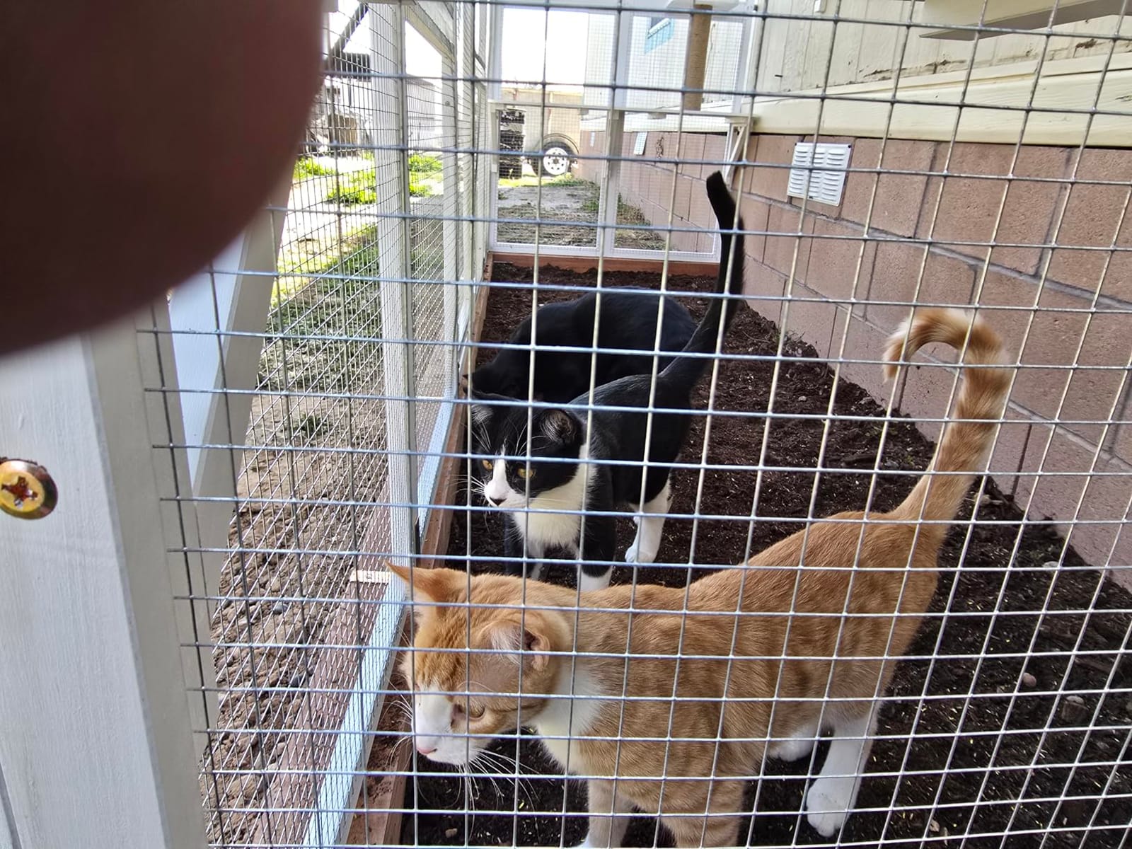PawHut Catio Outdoor Cat Enclosure Window, 118