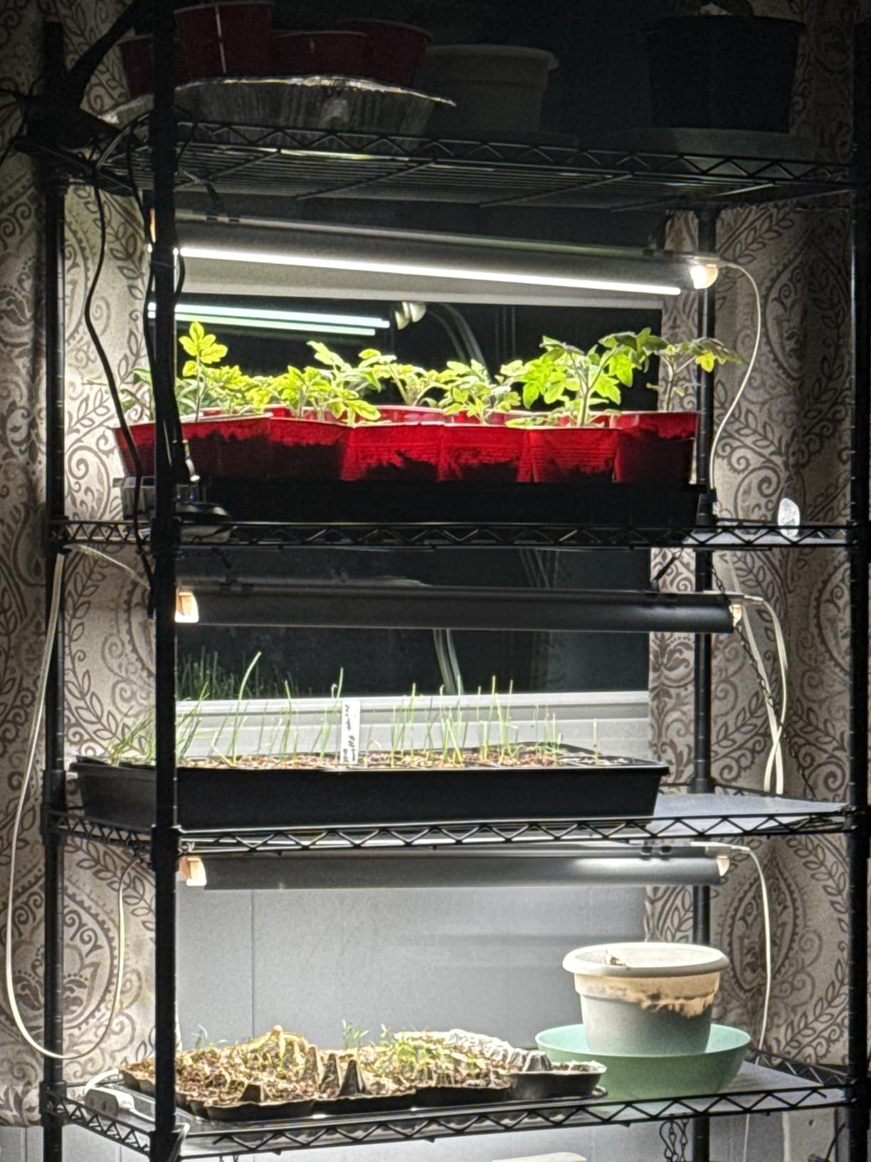 Bstrip 5-Tier Plant Shelf with Grow Light, 29.5x13.8x59in | Grow Light Shelf, Indoor Plant Stand, 4-Pack Full Spectrum LED Plant Lights, Timer, 96W Total, Ideal for Seed Starting customer photo 1