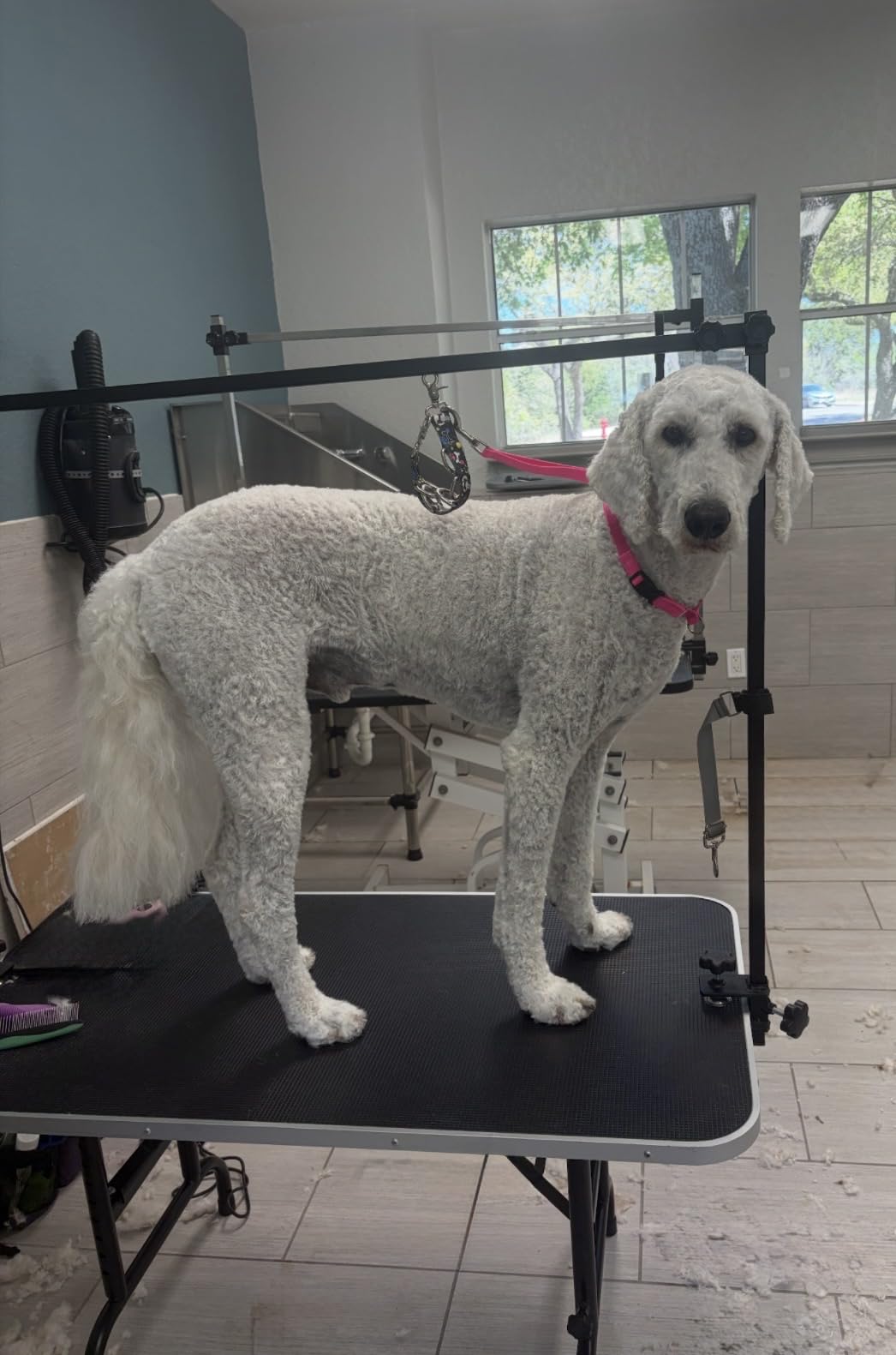 LEIBOU 45'' Height Adjustable(23''~33.8'') and Foldable Pet Dog Grooming Table Heavy Duty Iron Frame with H-Shape Grooming Arm & Noose, Maximum Capacity Up to 260lbs customer photo 1
