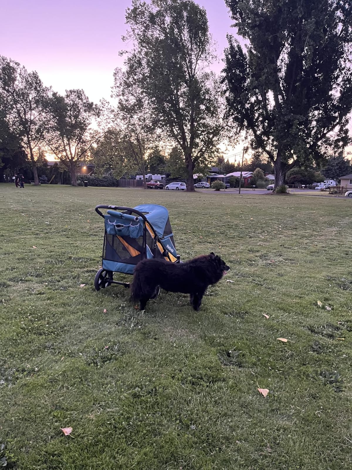 Petbobi Dog Stroller for Large Medium Dogs up to 80 lbs, Dual Entry | One-Hand Fold, One-Foot Brake, All Terrain 360 Swivel Front Wheel, Heavy Duty Air Mesh Wagon, Low Step-In for Senior Pets customer photo 1