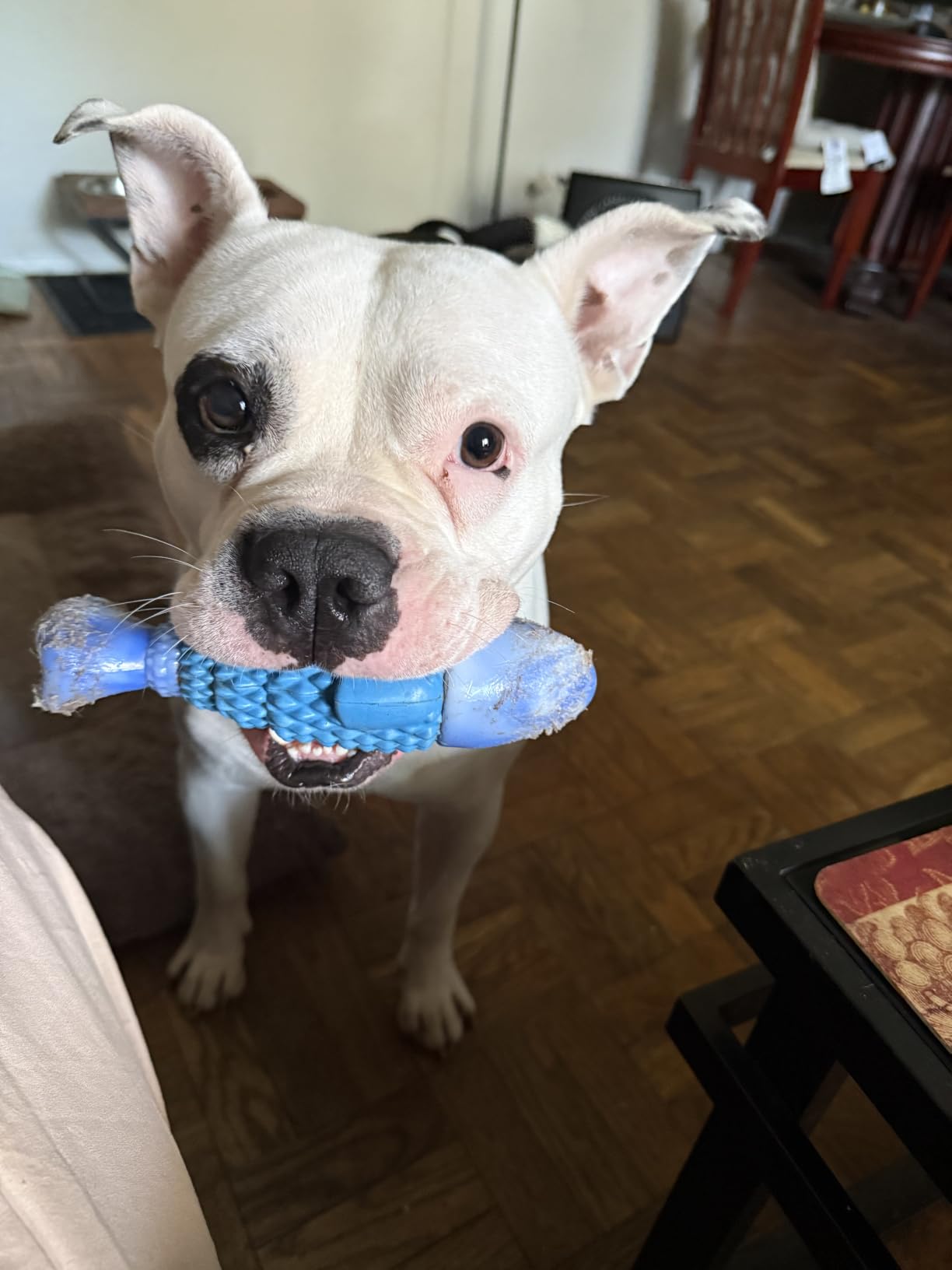 WinTour Tough Dog Toys for Aggressive Chewers, Indestructible Dog Chew Toys | Squeaky Durable Chew Toys for Medium & Large Breeds, Teeth Cleaning, Bacon Flavor customer photo 1
