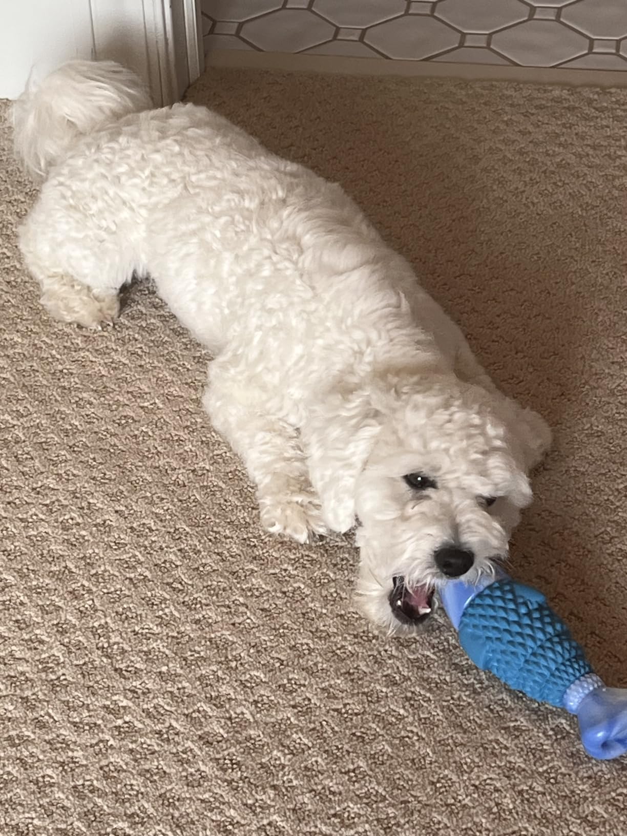 WinTour Tough Dog Toys for Aggressive Chewers, Indestructible Dog Chew Toys | Squeaky Durable Chew Toys for Medium & Large Breeds, Teeth Cleaning, Bacon Flavor customer photo 2
