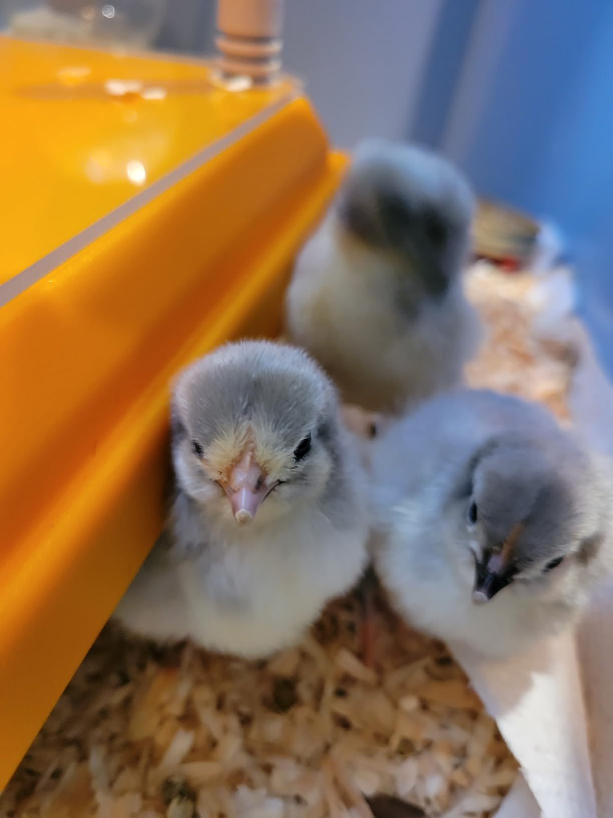 NUGRIART Brooder Heater for Chicks, 10