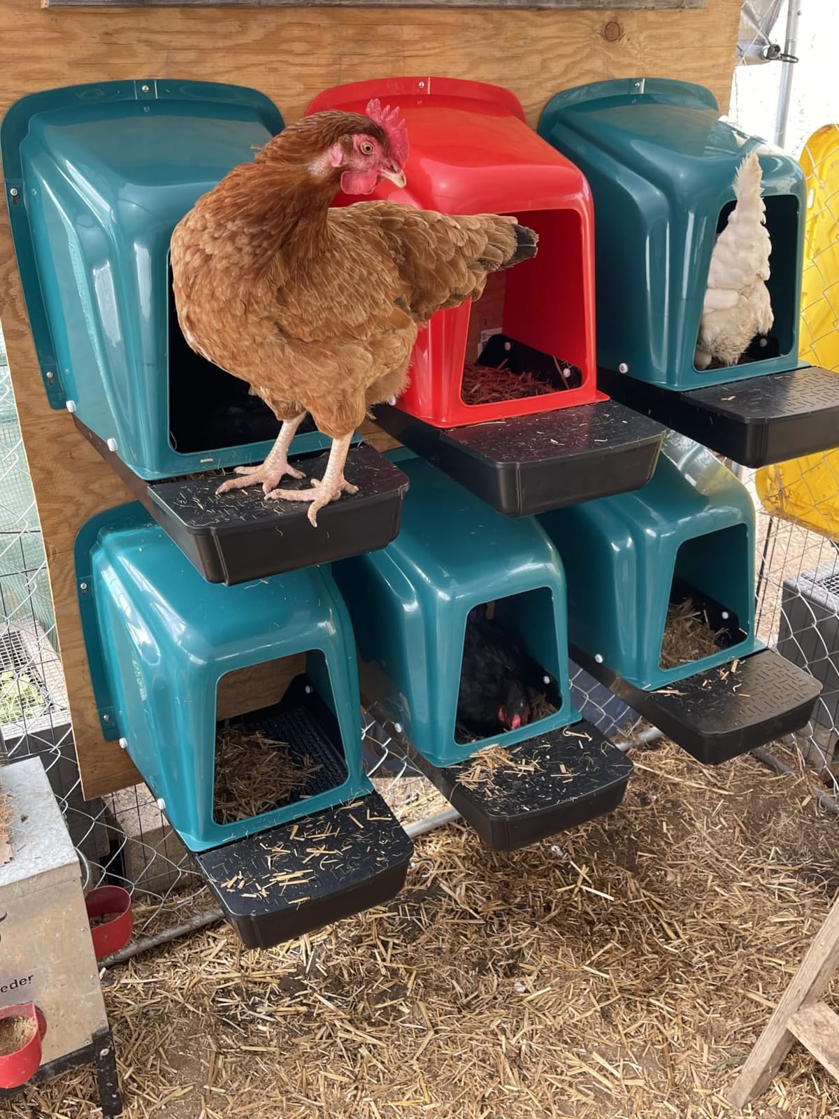 10 Pack Large Roll Away Chicken Nesting Boxes & 10 Washable Pads | Large Roll Away Design for Easy Egg Collection; Protective Perch Helps Prevent Egg Pecking customer photo 1