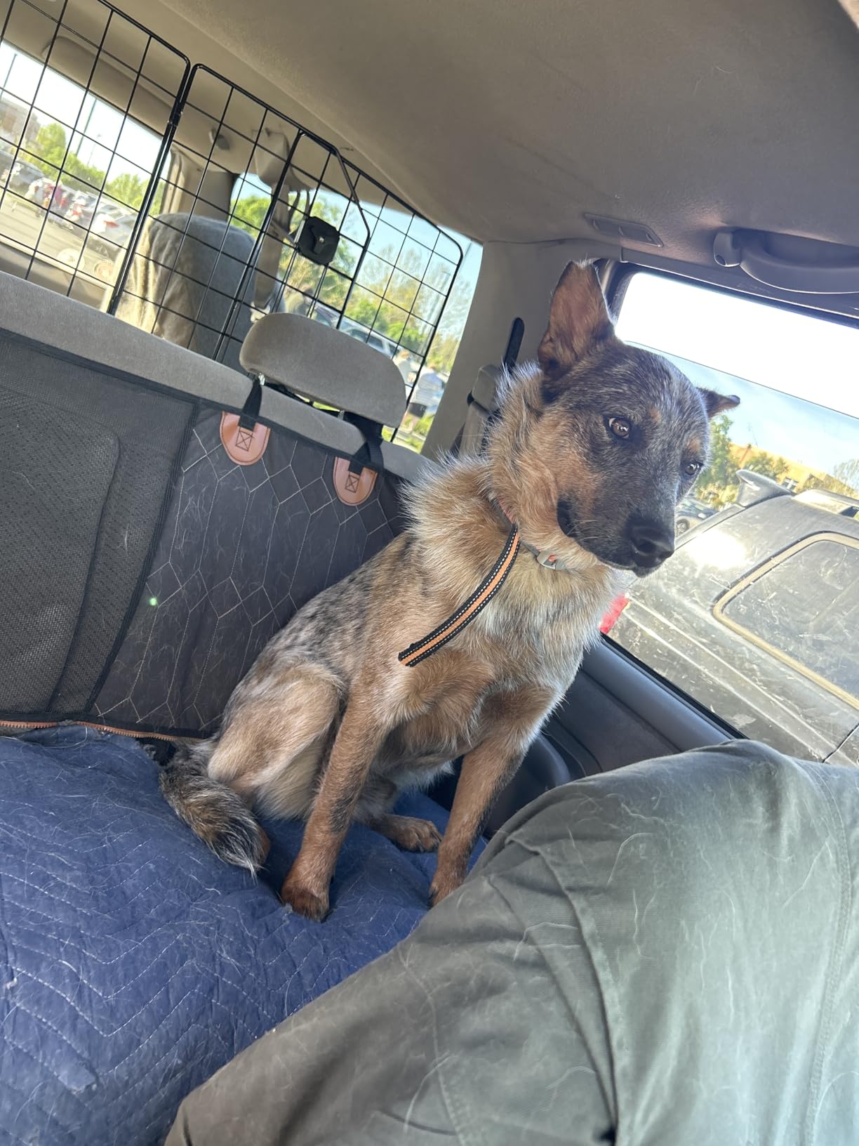 rabbitgoo Dog Car Barrier for SUV, Heavy-Duty Steel Wire Pet Gate, Foldable | Adjustable Universal-Fit Divider, Triple Folding for Cargo Area Vehicles Trucks Safety Travel customer photo 2