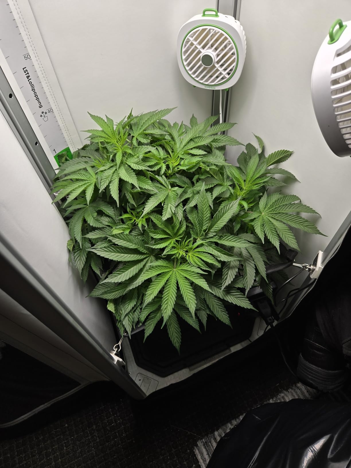 VGrow All-in-One Smart Grow Box, Professional System with Samsung LM301H EVO Grow Light, Advanced Circulation & Ventilation System, Irrigation, Nutrient, Magnetic Window for Indoor Hydroponics customer photo 2
