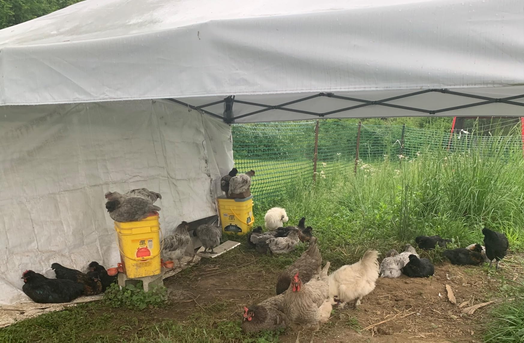 Chicken Coop Cover Waterproof, 11.3 * 6.3 FT Chicken Run Cover for Winter | with Ball Bungees Cords, Shade Cloth for Large Chicken Coop, Walk-in Chicken Run Pen, Chicken Coop Tarp customer photo 2