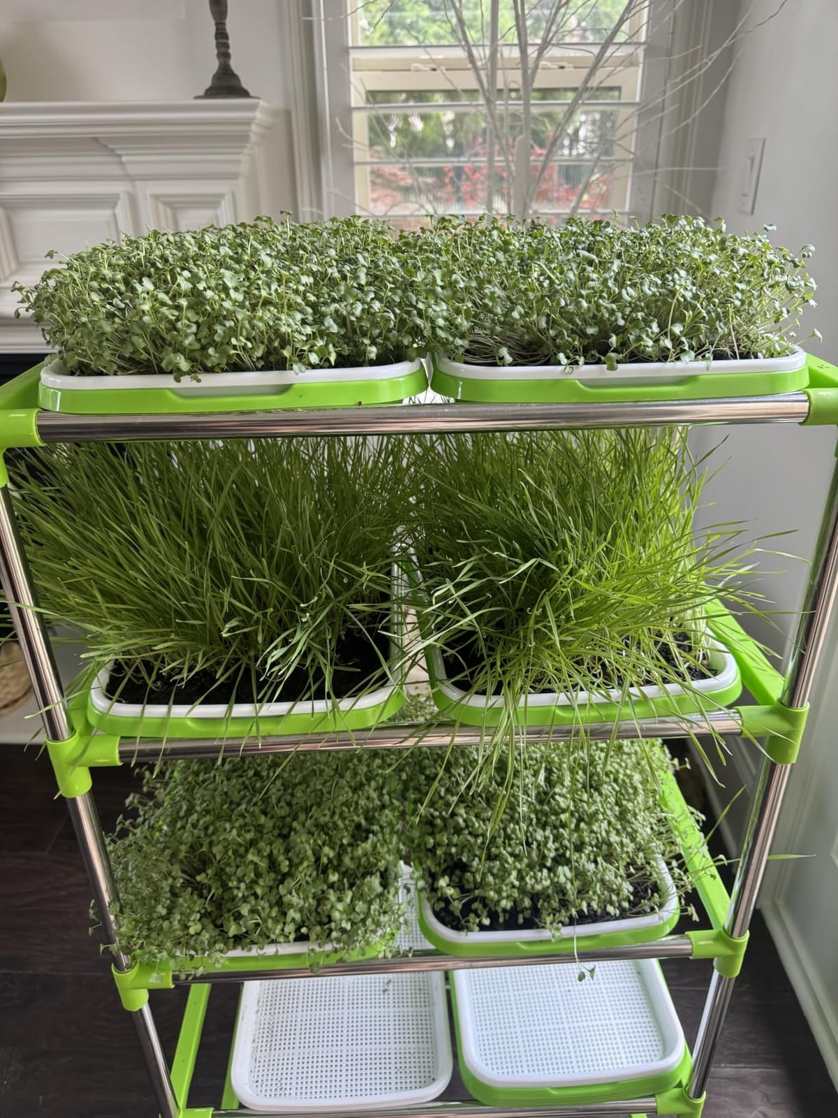 Menkxi 5 Layers Seed Sprout Tray Shelf Microgreens Growing Kit 10 Pcs Healthy Wheatgrass Seeds Grower with Drain Holes and 60 Sheets Germinating Paper for Garden Home Office customer photo 2