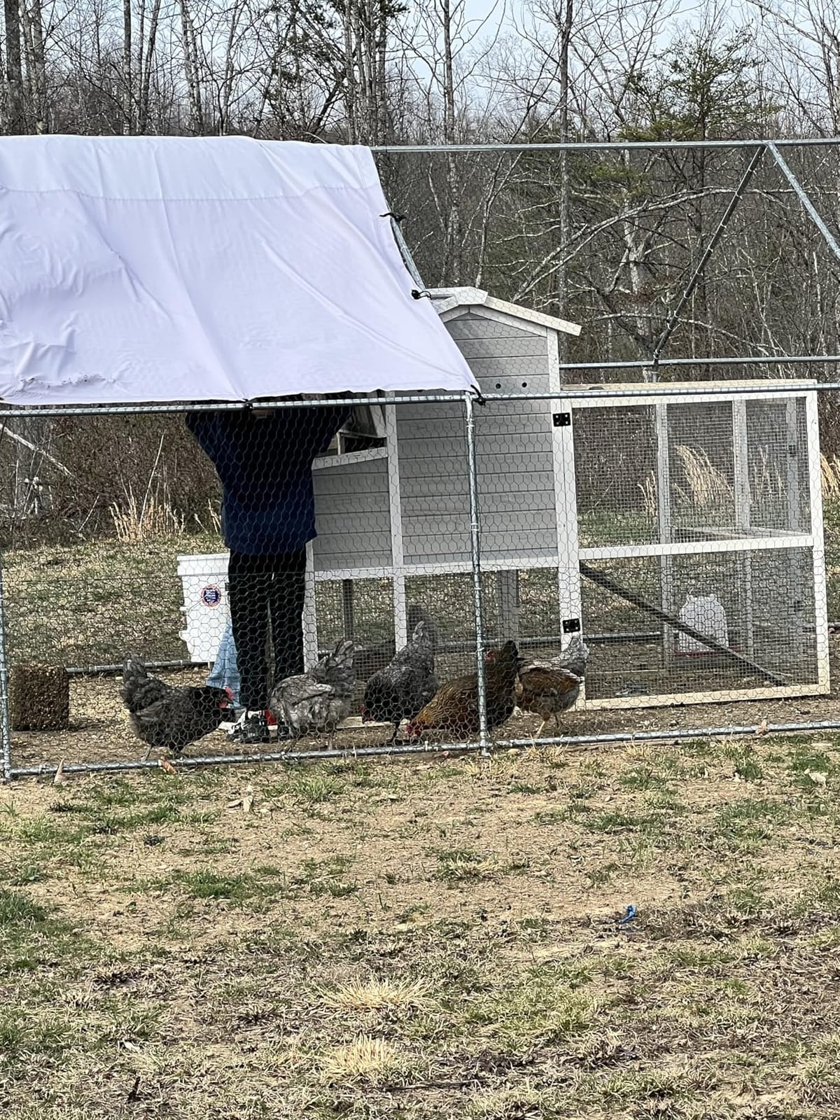 VitalCozy 2 Pcs Chicken Run Coop Cover Tarp 11.5 X 6.6 Ft White | Waterproof, for Winter Outdoor Use, Chicken Coop Accessories, Replacement Tarp with 50 Ball Bungee Cords customer photo 1