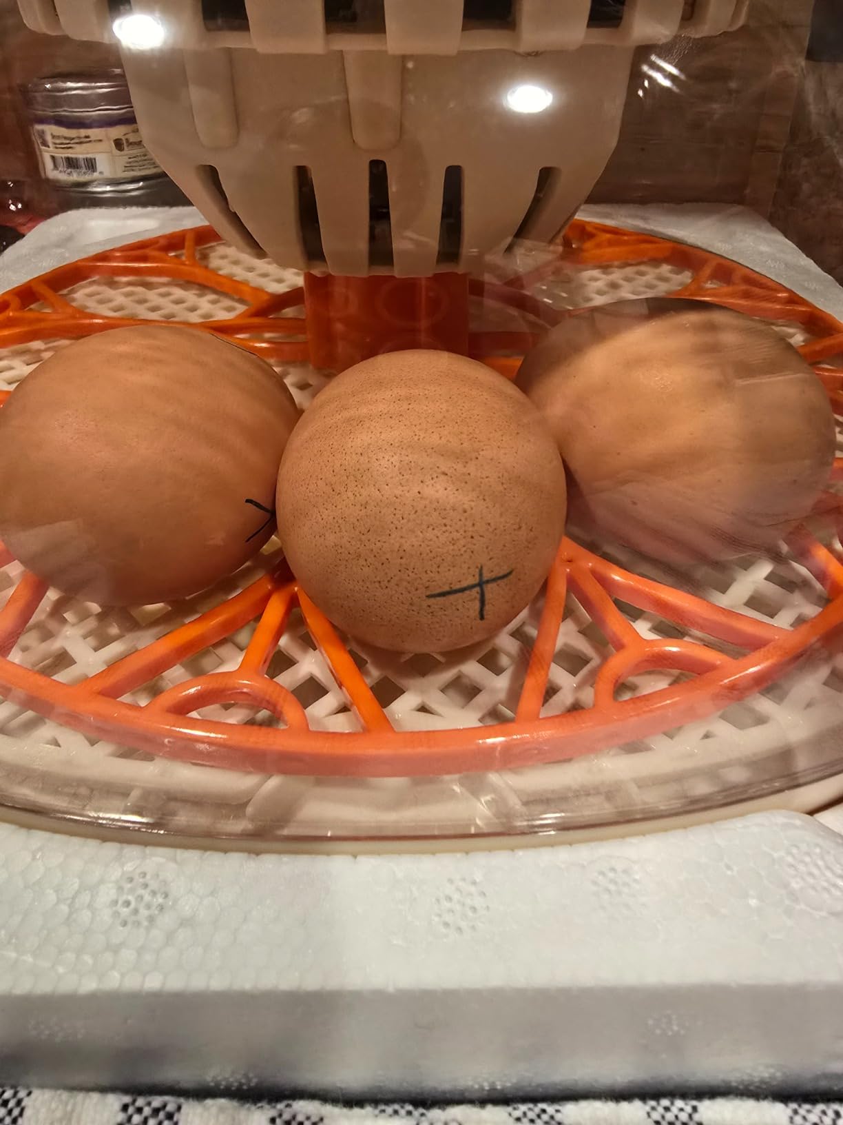APDOE Egg Incubators for Hatching Eggs, Temperature and Humidity Control, Automatic Egg Turning, Egg Candler, External Water Bottle, Air Vent, for Chicken, Duck & Quail Eggs, 12 Eggs customer photo 1