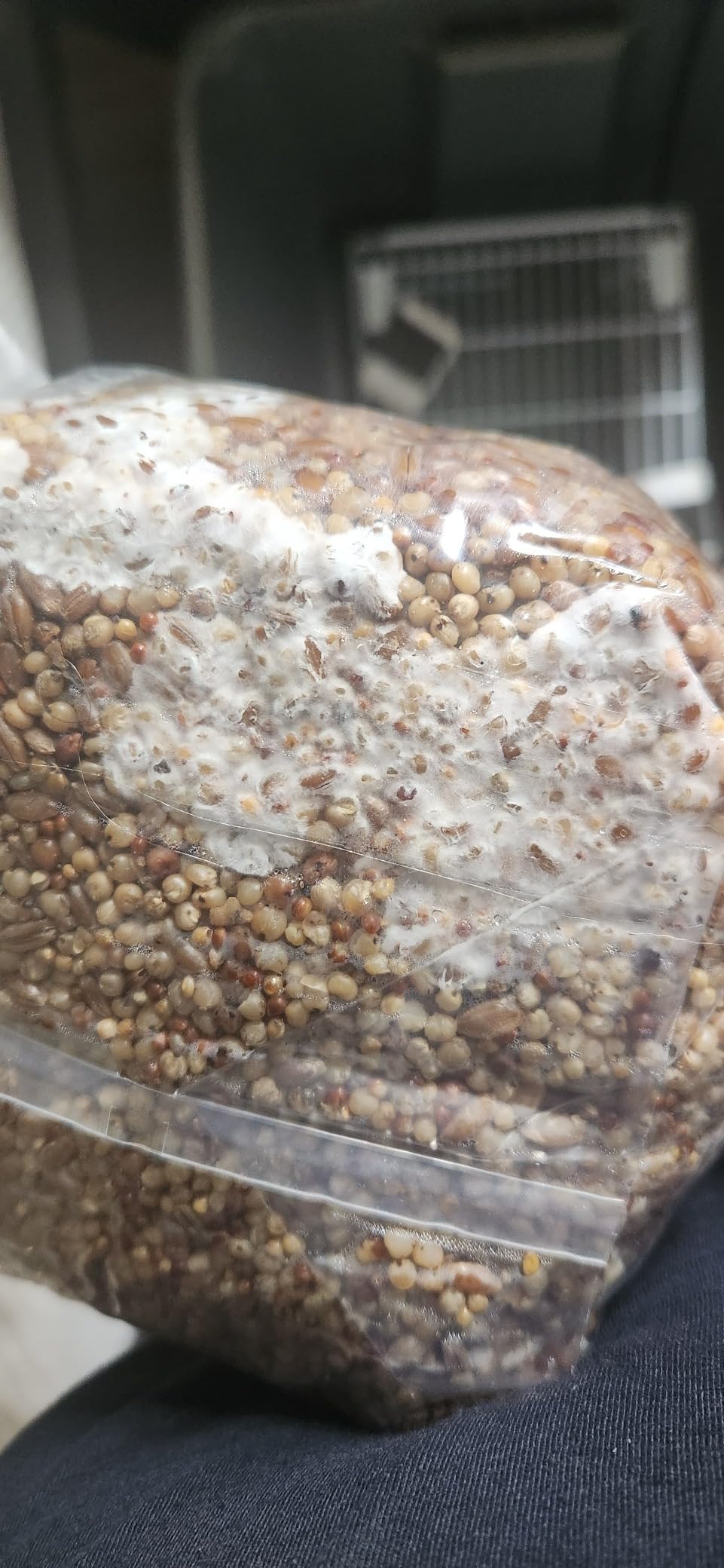 Mushroom Monotub Large 66Q Grow Kit | Complete Mushroom Grow Kit | for Dung-Loving Mushrooms | Includes 2 sterilized Grain Spawn Bags, Bulk Substrate, Vermiculite, Filters & More! Just add Spores customer photo 1