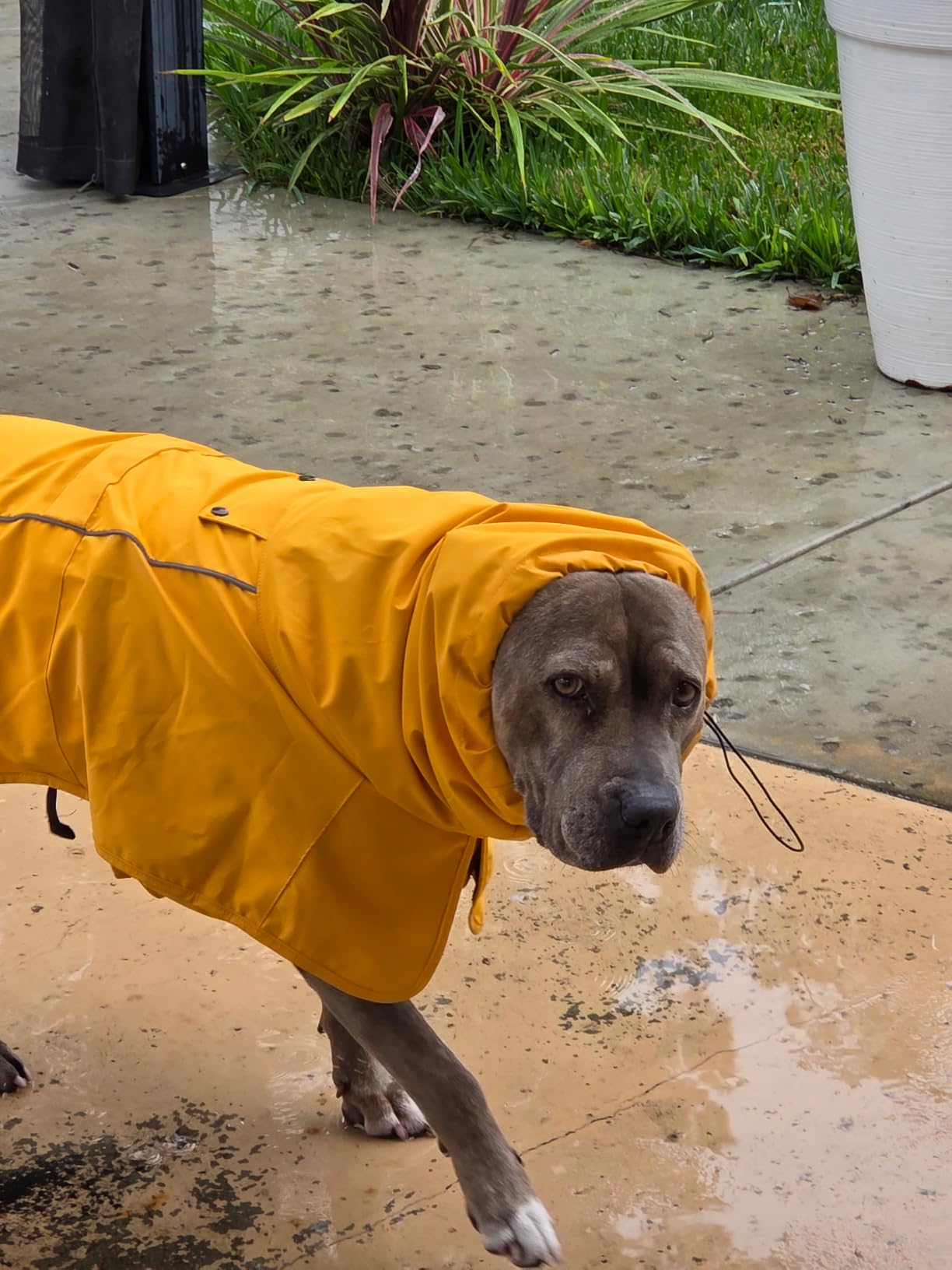 Spark Paws Dog Raincoat - Waterproof Rain Jacket w/Hood, Full Coverage | Reflective, Covered Harness Holes, Lightweight customer photo 1