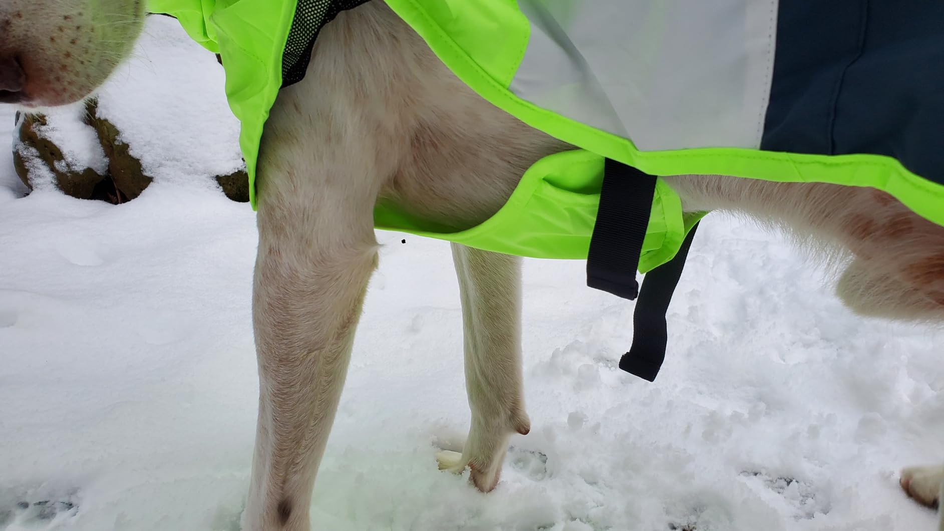 Spark Paws Dog Raincoat - Waterproof Rain Jacket w/Hood, Full Coverage | Reflective, Covered Harness Holes, Lightweight customer photo 2