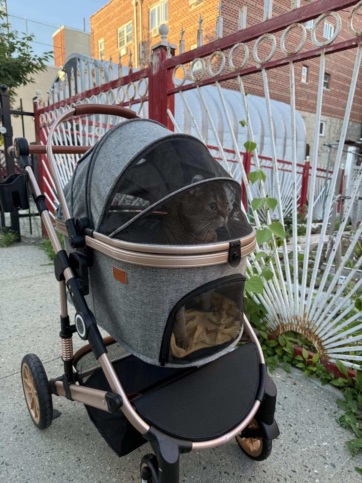 Bicystar Dog Stroller with Detachable Carrier, Rubber Wheels, 50 lbs, Grey | 3-in-1 stroller and car seat, real solid rubber wheels, fits 2 small or 1 medium pet, foldable frame customer photo 1