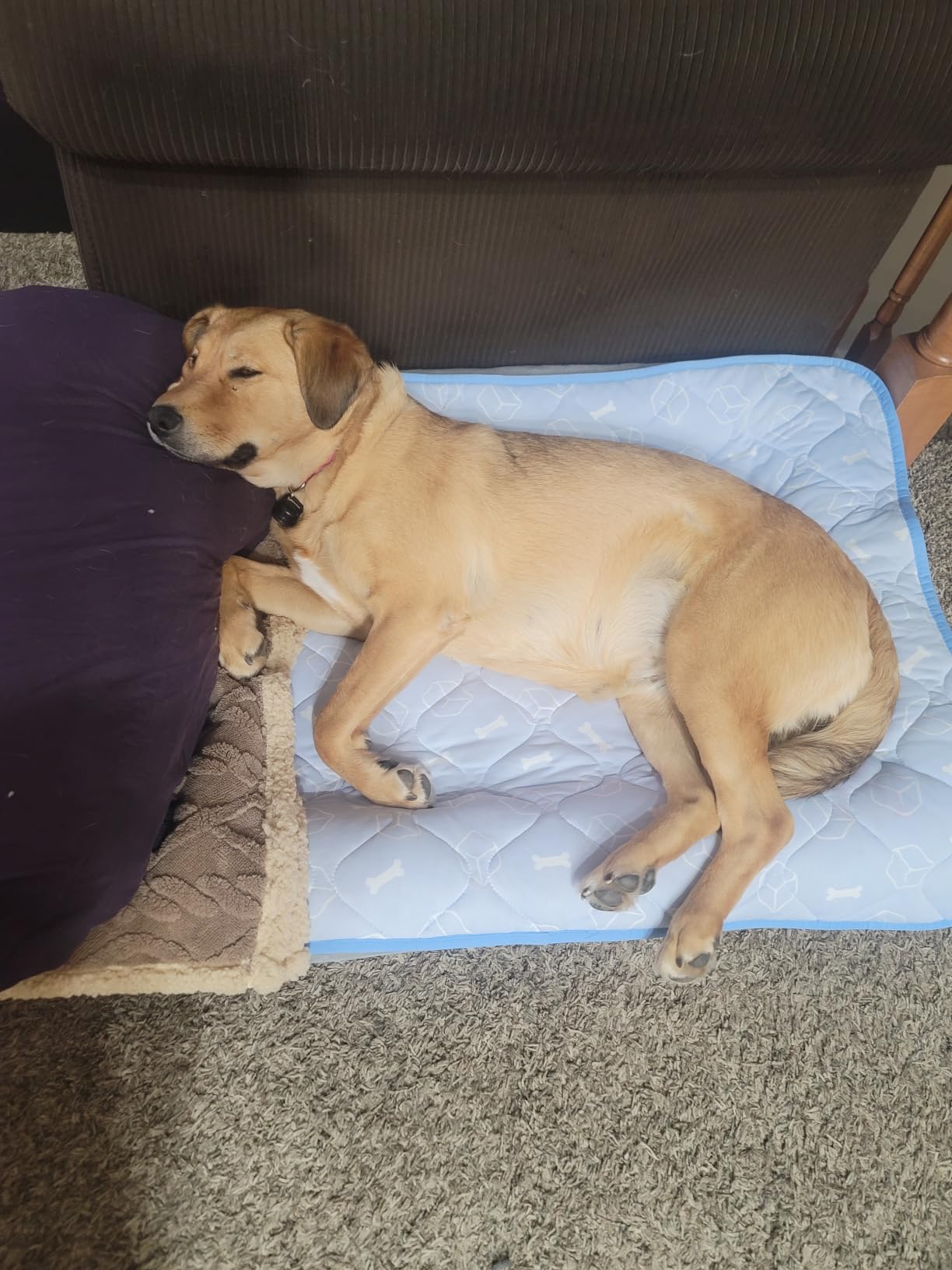 Rywell Dog Cooling Mat 2.0, Ocean Blue,44