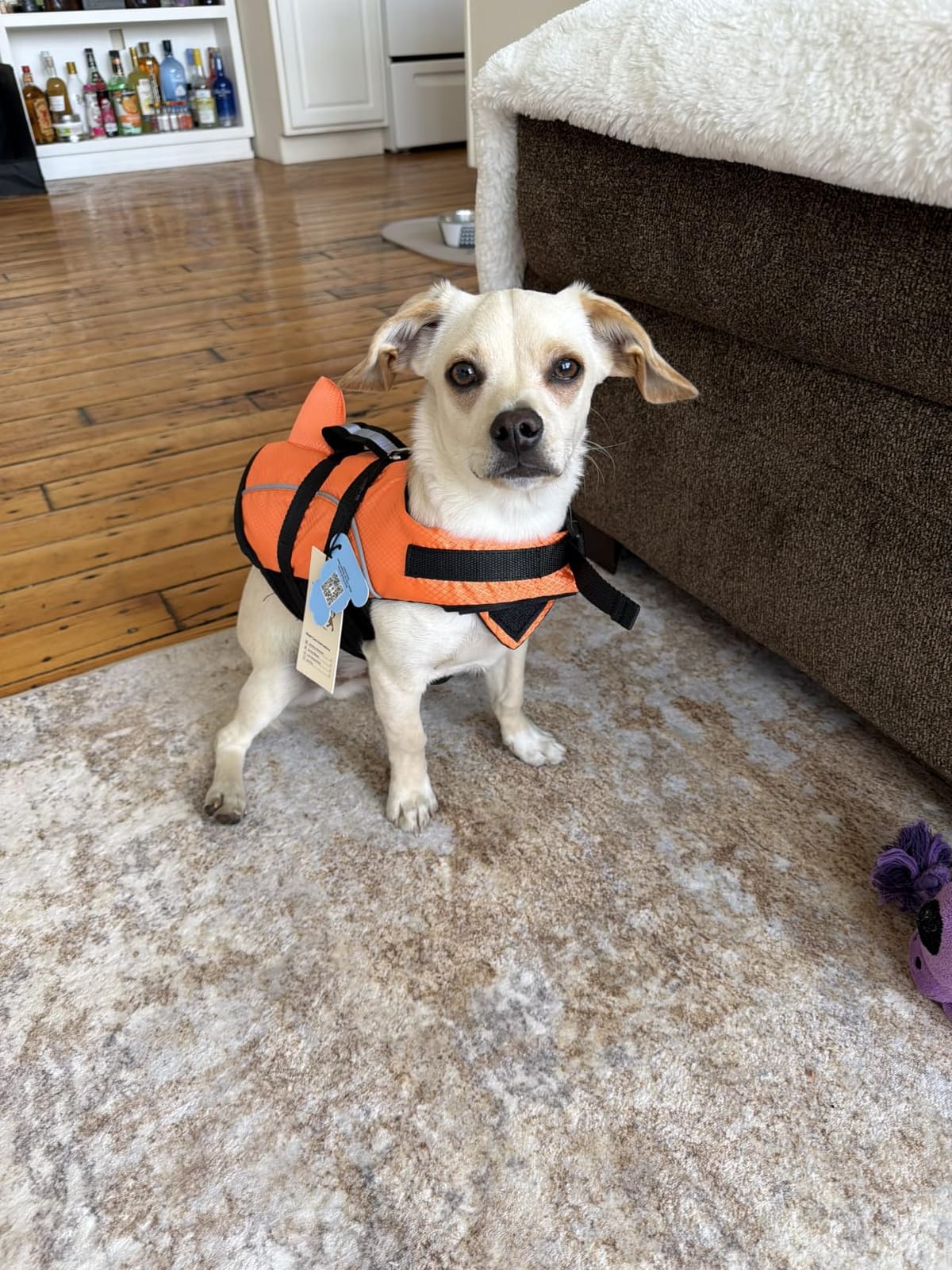 Queenmore Small Dog Life Jacket Shark Light Puppy Life Vest for Swimming | Dog Life Vest for Boating Kayaking Canoeing - High Buoyancy Reflective Pet Lifesaver with Rescue Handle/ Leash Hook Pink, S customer photo 1