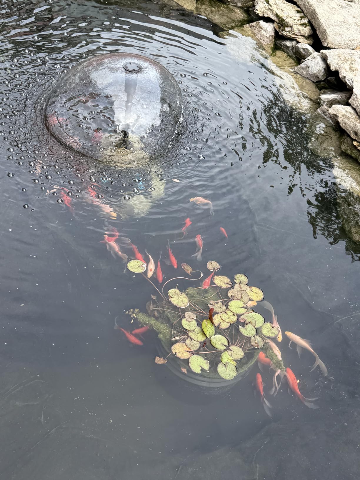 POPOSOAP Pond Filter with Pump Fountain Kits, 660GPH Pond Filter with 40W Pond Pump & Fountain Kit, Koi Pond Filters for Outdoor Ponds Clean, Clear, and Add Water Features(Corded Electric) customer photo 2