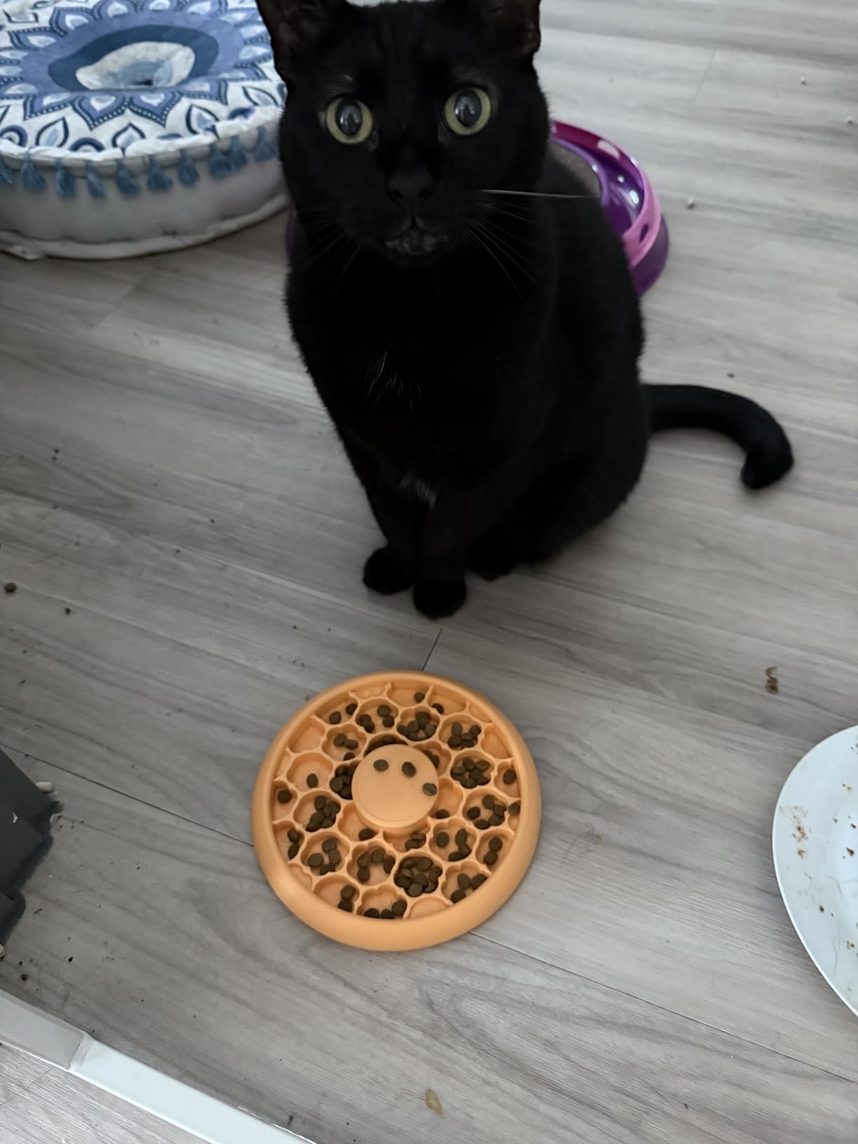 Catstages Slow Feeder Bowl & Treat Puzzle Cat Toy, Aids Digestion, 6.6