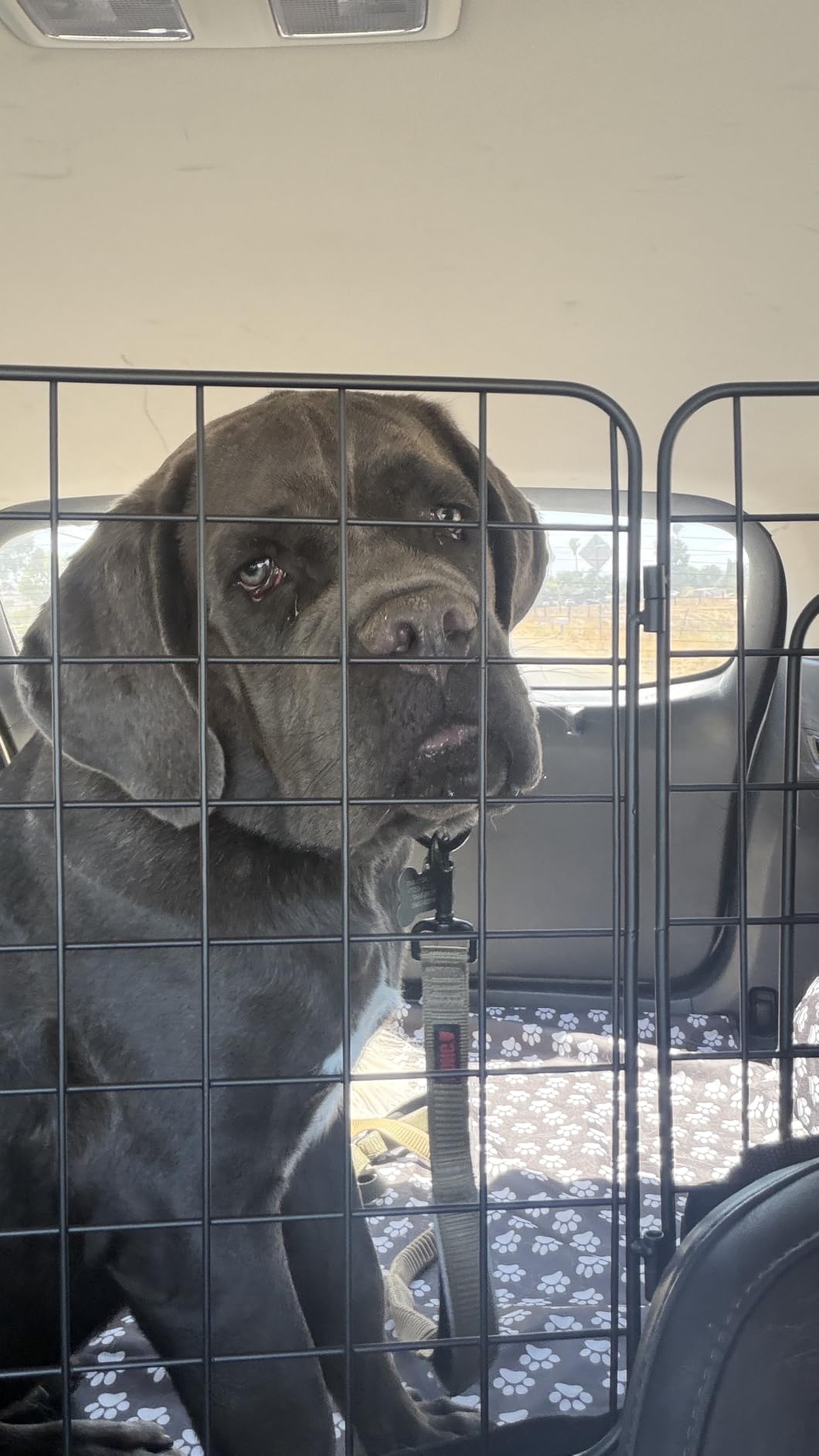 CASIMR Dog Car Barrier for SUVs, Vehicles, Trucks, Cars, Adjustable Pet Divider Cargo Area Universal-Fit, Heavy-Duty Wire Mesh Barriers, Safety Travel Accessories Cover, 61.9 Inch customer photo 1