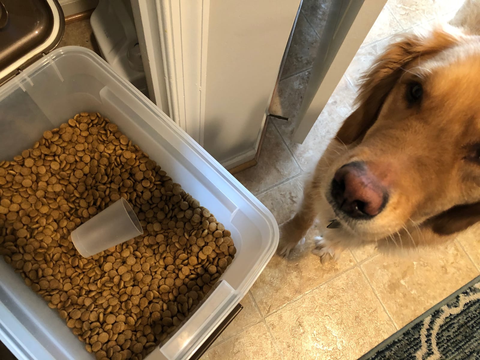 Nutro Natural Choice Large Breed Adult Dry Dog Food, Lamb & Rice, 36 lb | Real lamb #1 ingredient, non-GMO, no corn, wheat, soy, protein rich, supports joints, digestion, immunity, skin & coat customer photo 2
