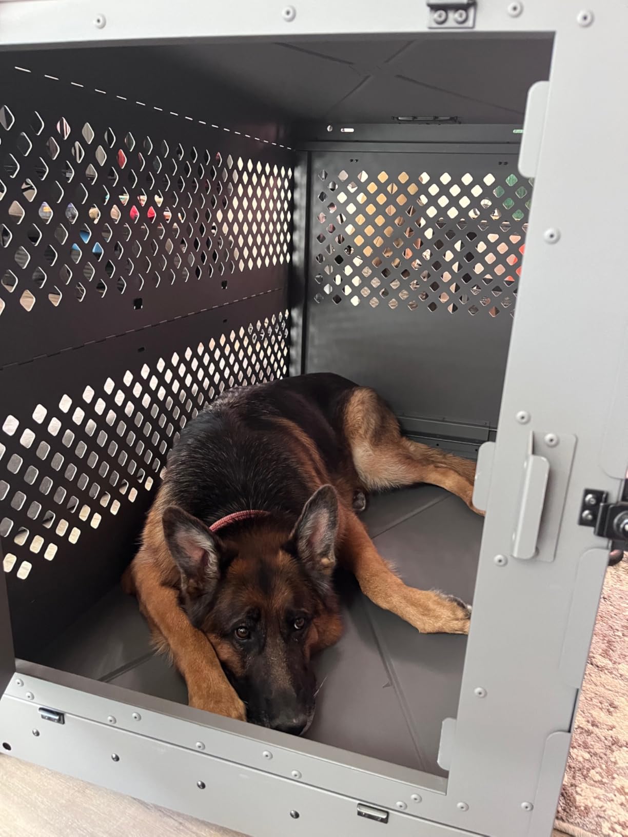 Impact Collapsible Dog Crate - Heavy Duty Travel Aluminum Kennel, Gray 30 inch customer photo 1