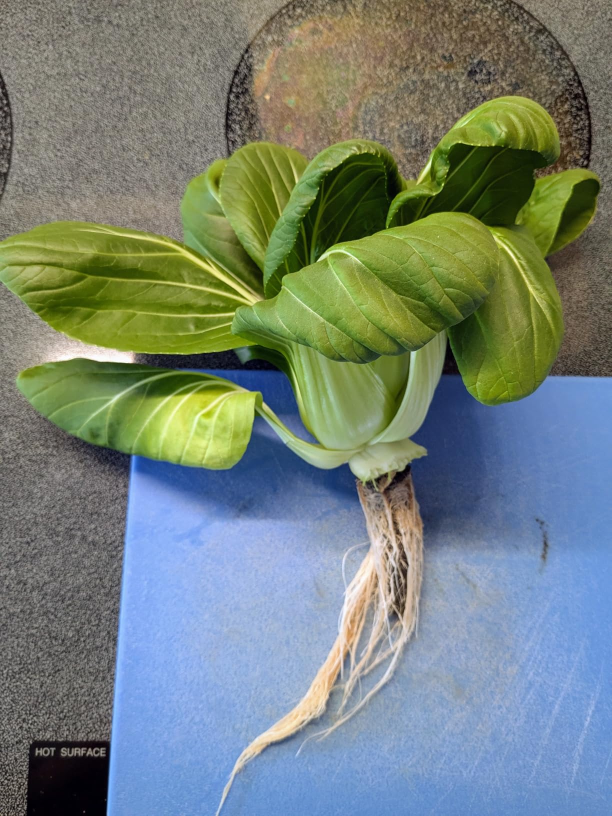 LetPot LPH-Air Hydroponics Growing System Kits, APP & WiFi Controlled Smart Indoor Garden with 24W Grow Light, 10 Pods customer photo 1