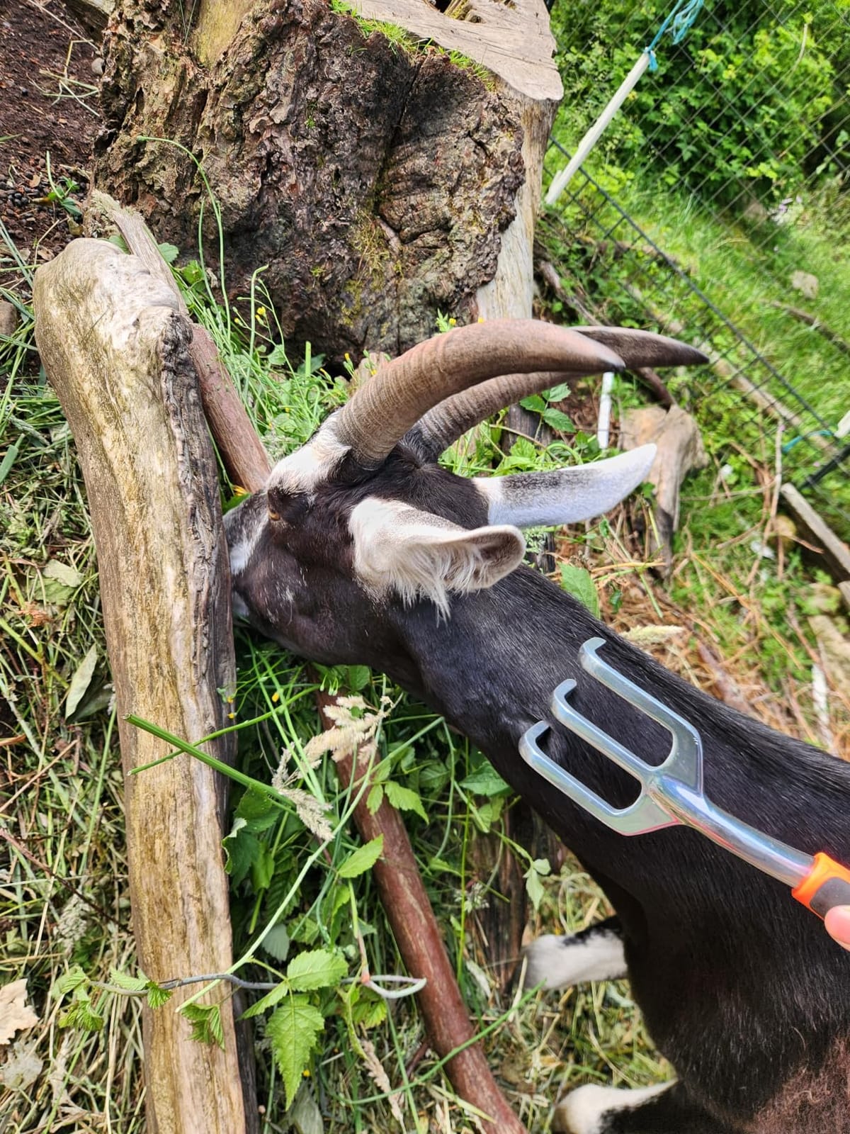 Hand Rake Garden Tool, Heavy Duty Hand Cultivators for Gardening, Small Garden Claw Tool Garden Handrake with Ergonomic Handle, Weed Rake Cultivator Tool for Cultivating, Loosening, Weeding customer photo 2