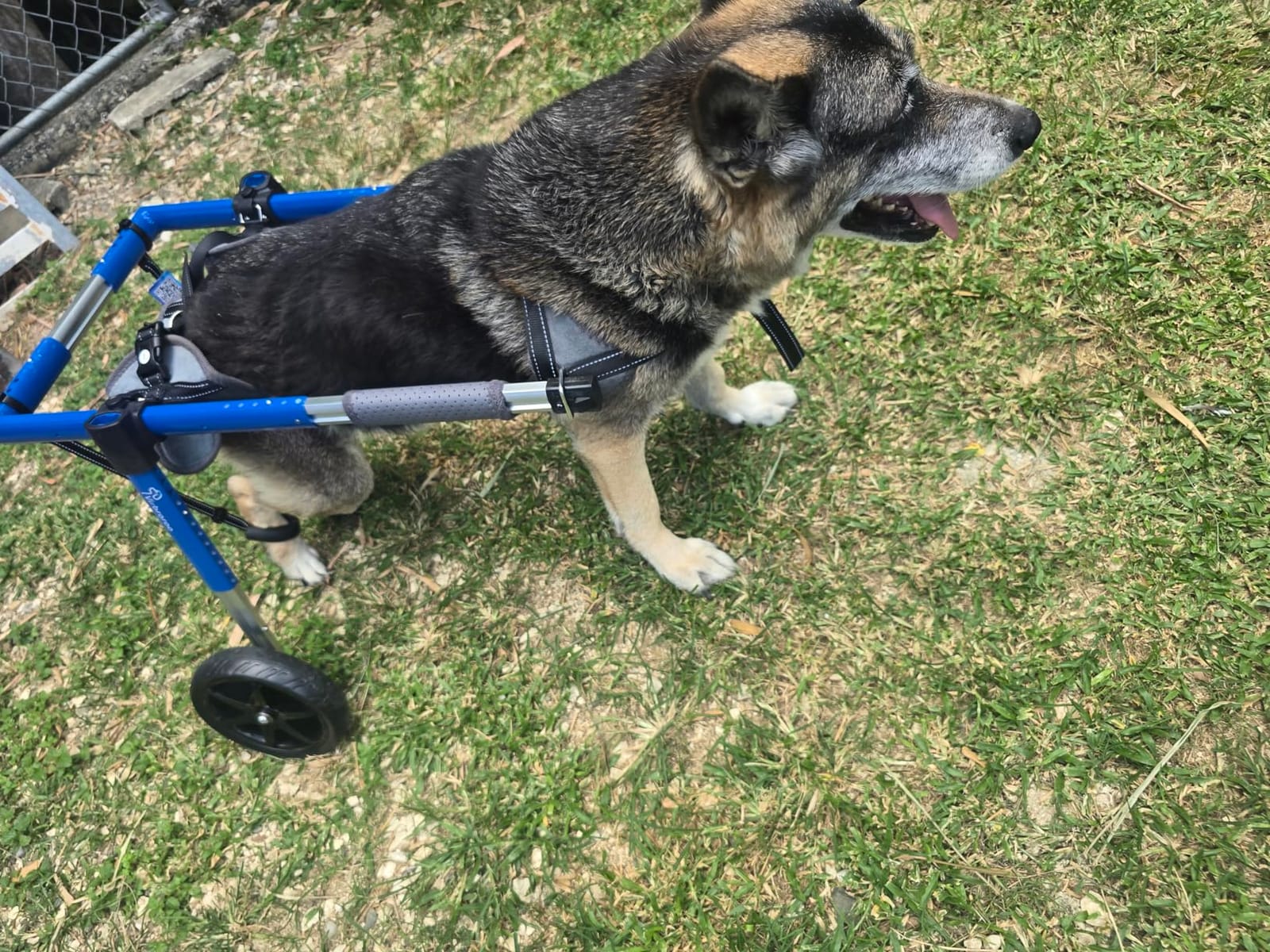 Dog Wheelchair for Back Legs, Dog Wheelchair with All-Terrain Tires & Durable Bearings, Large Dog Wheelchair for Back Legs, 88.1-132.2 lbs (XXL) customer photo 2