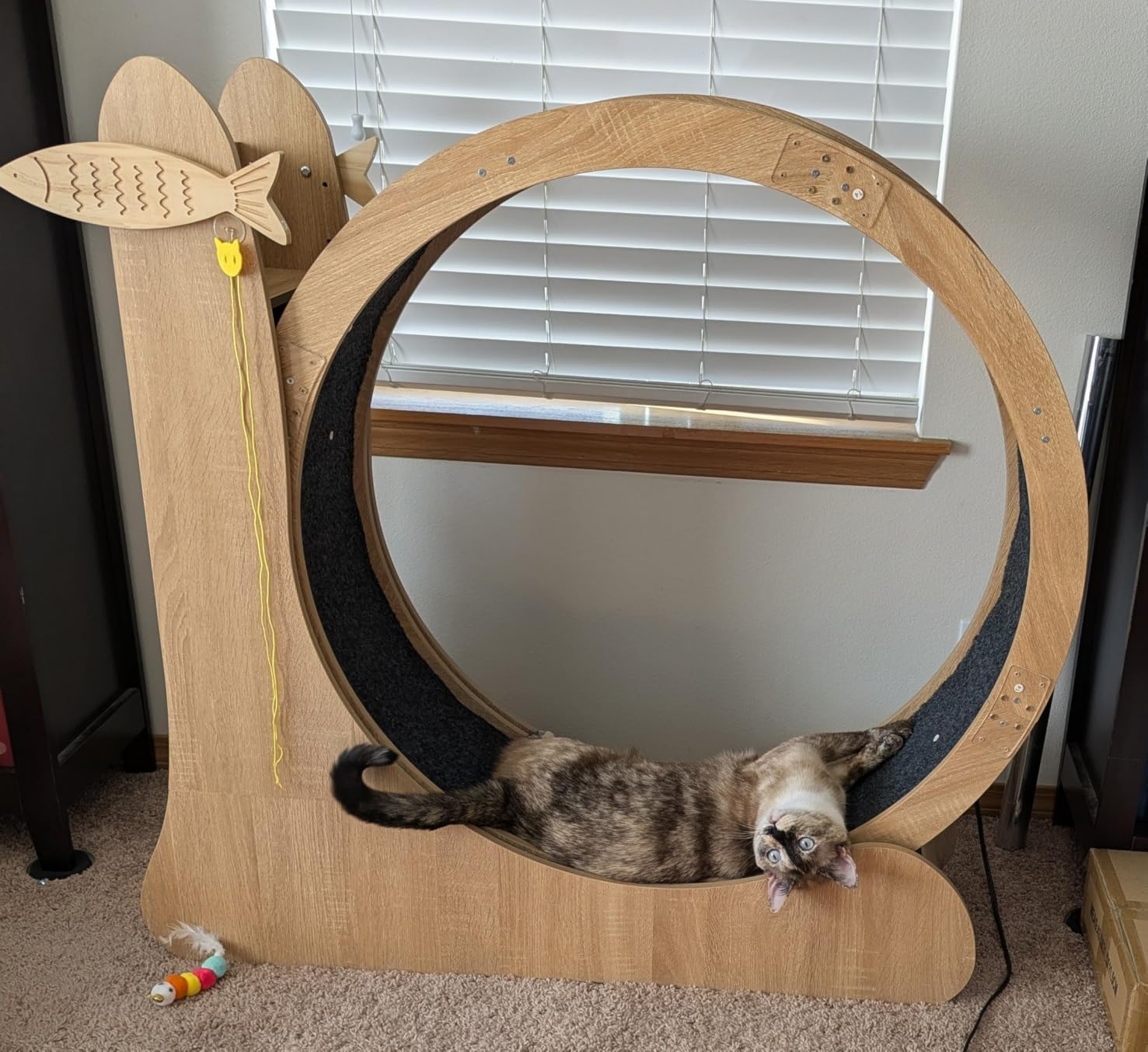 5-in-1 Cat Wheel,Cat Exercise Wheel,41.3