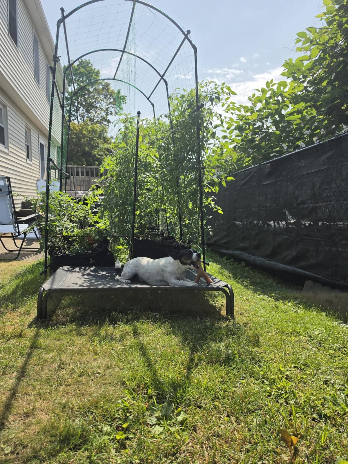Elevated Dog Bed Raised Outdoor Dog Cot for Large Dogs, Installation Requires No Tools, Frame with Washable Cooling Breathable Mesh Anti-Slip Feet, Indoor Pet Bed, Black, 43.3 Inches customer photo 2