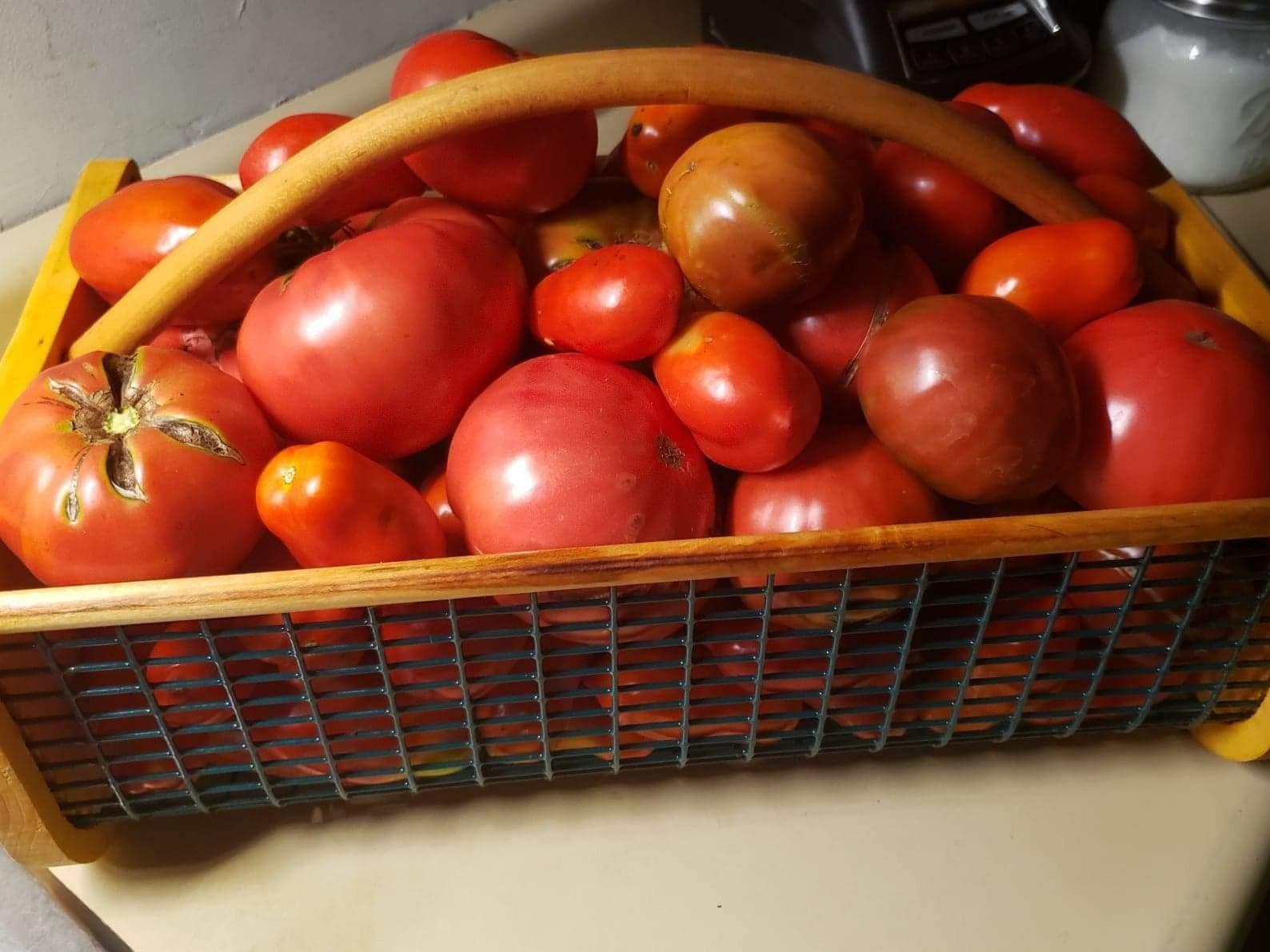 Maine Garden Hod Basket for Vegetable Gardening and Harvest Gathering or Farmhouse Decor, Pine and Oak with PVC Wire Mesh, USA Made, 16 x 9 in, 8 quart customer photo 1